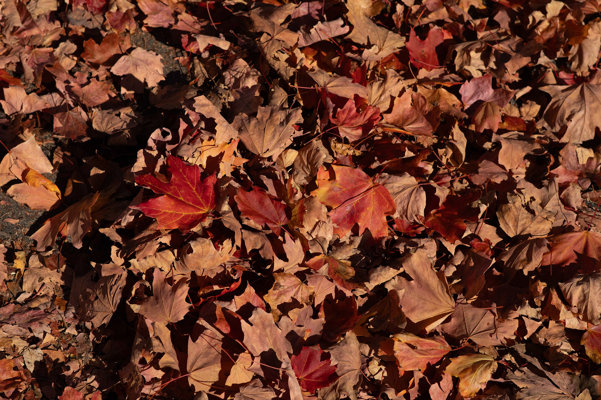 Recuerdos de Otoño