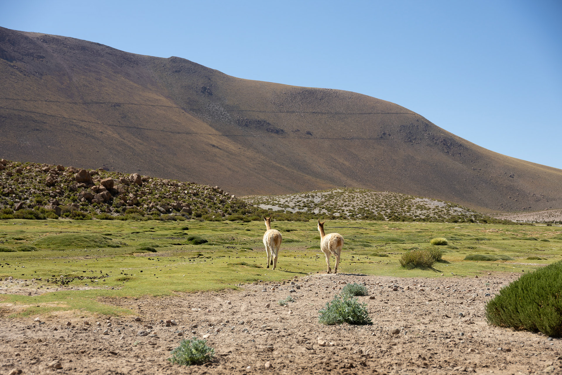 Llamas en el Desierto de Atacama