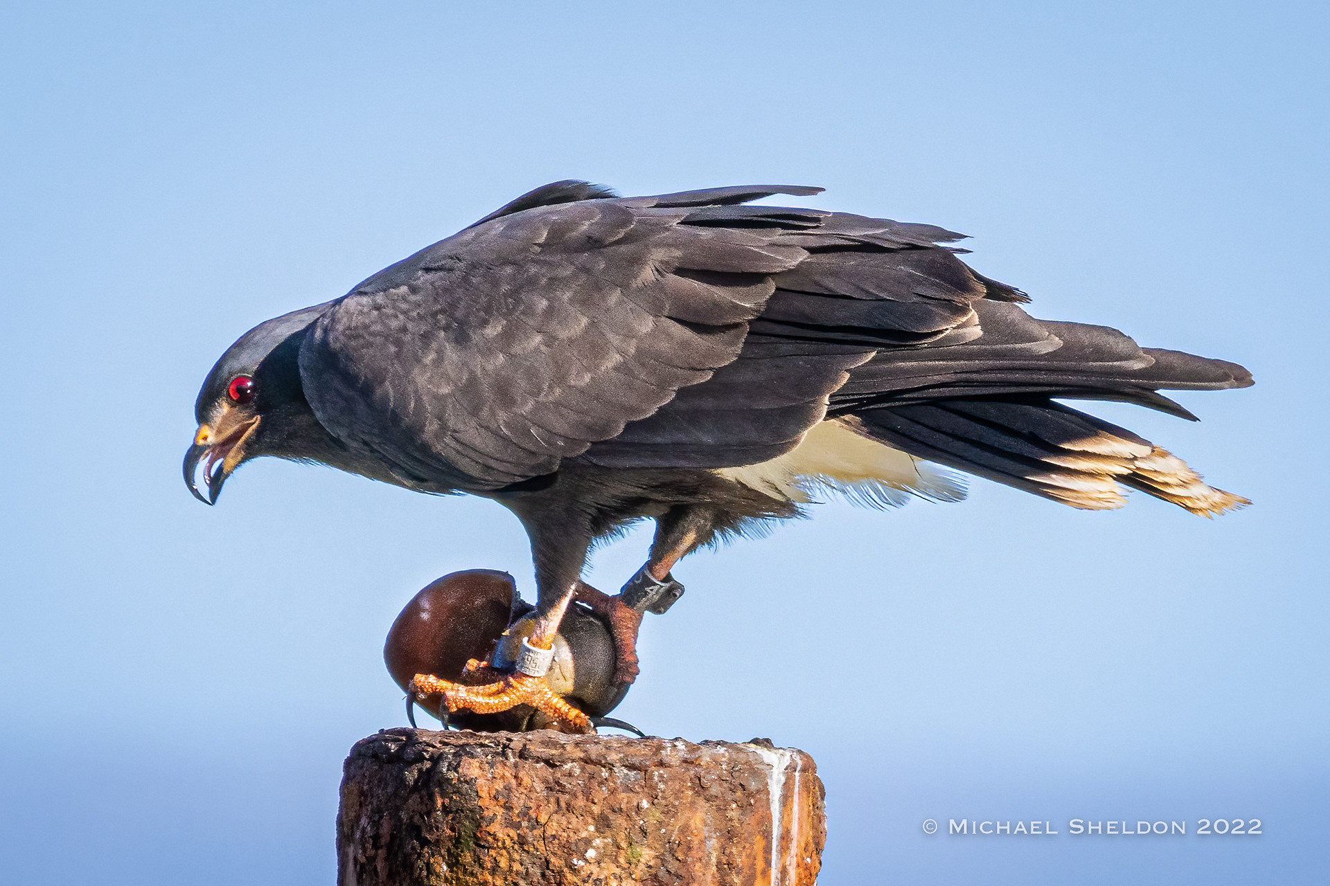 Snail kite