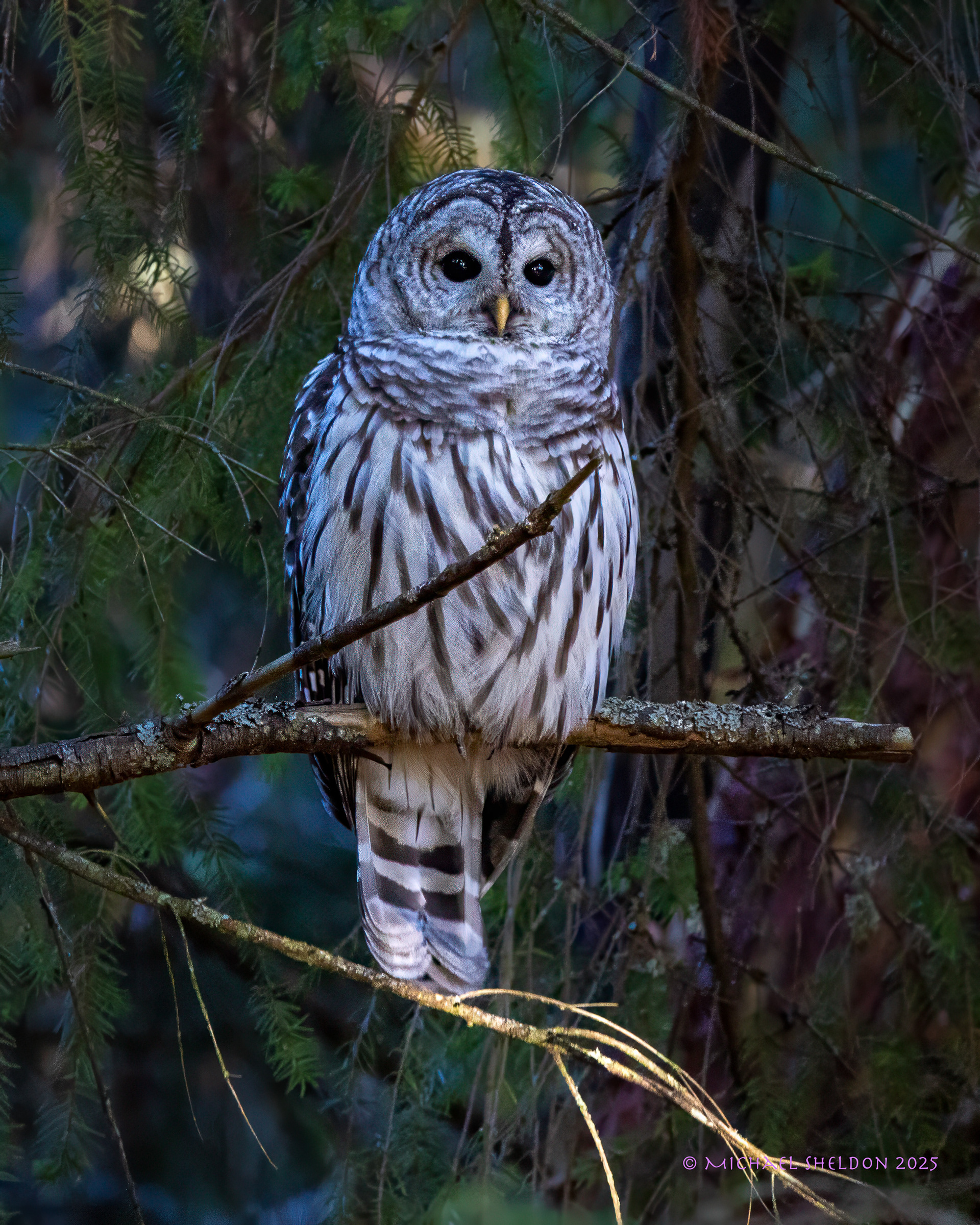 Barred owl