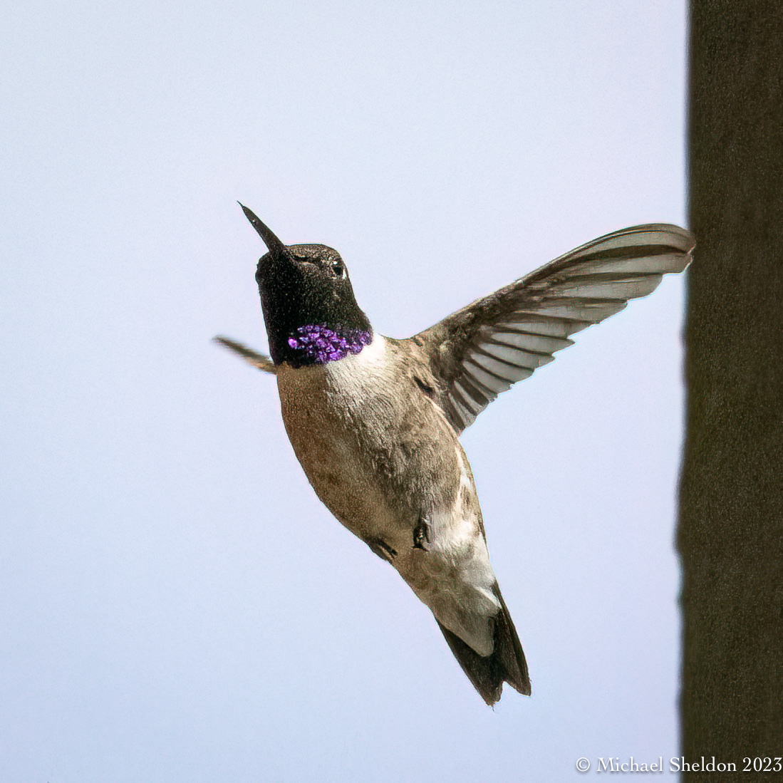 Black-chinned hummingbird