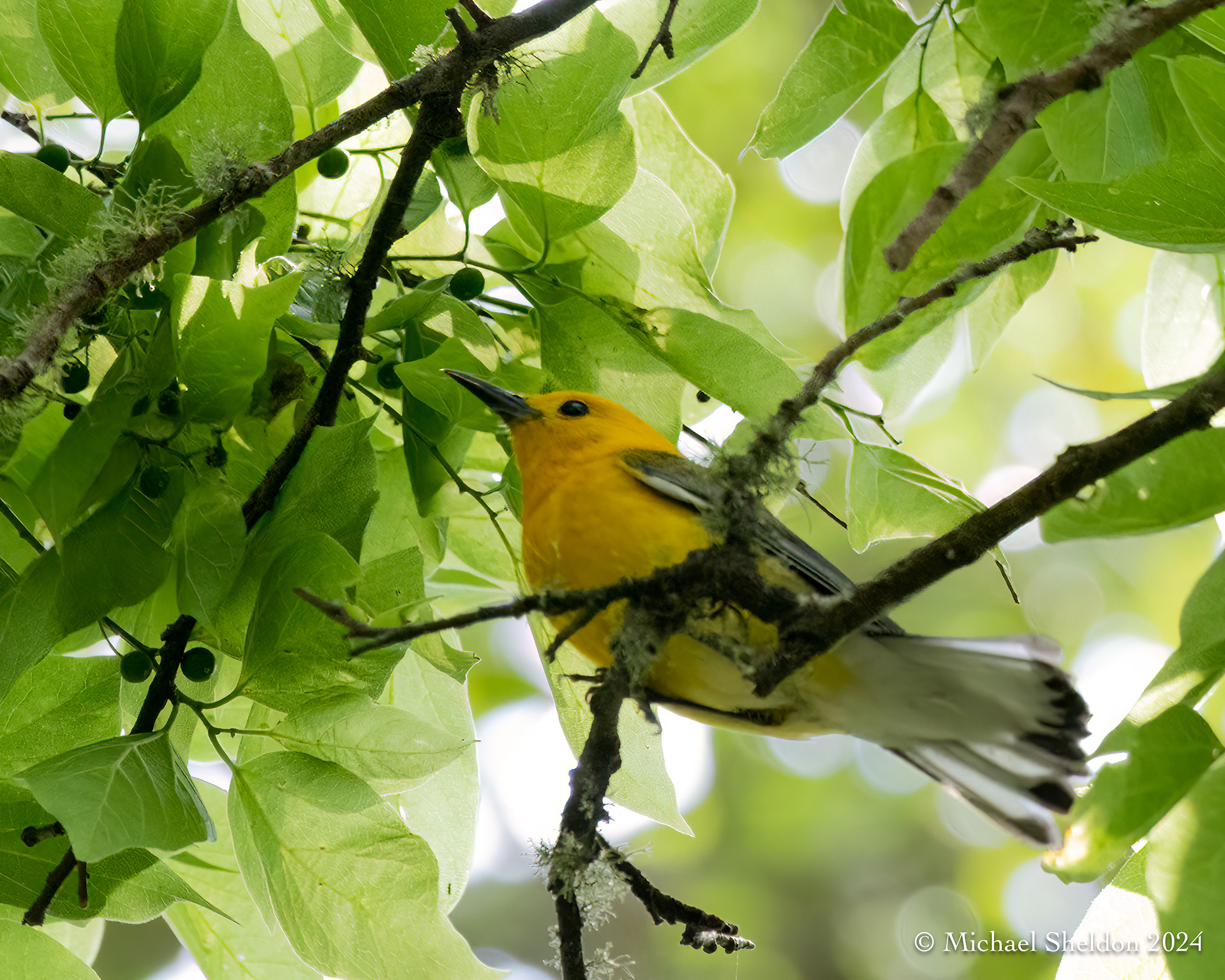 Prothonatary warbler