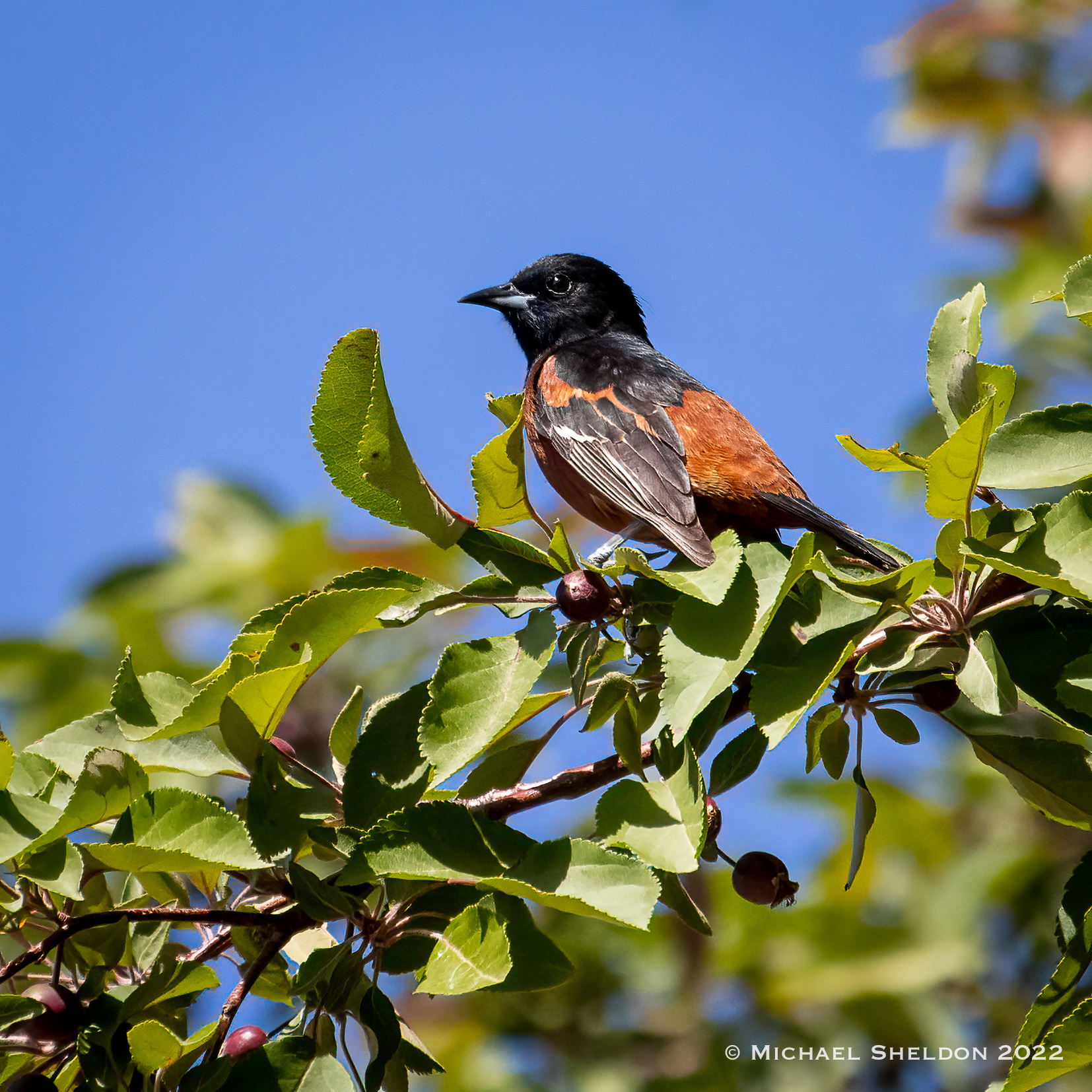 Orchard Oriole (Ogalla, NE)