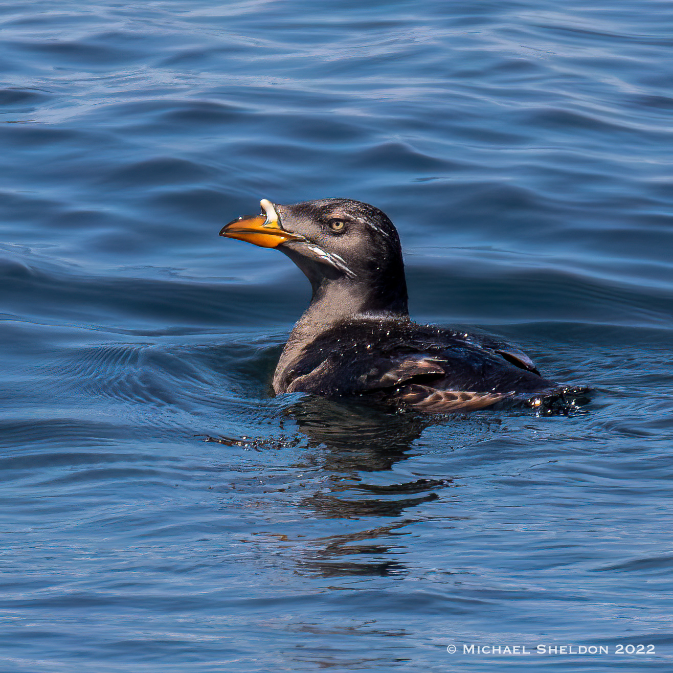 Rhinoceros auklet