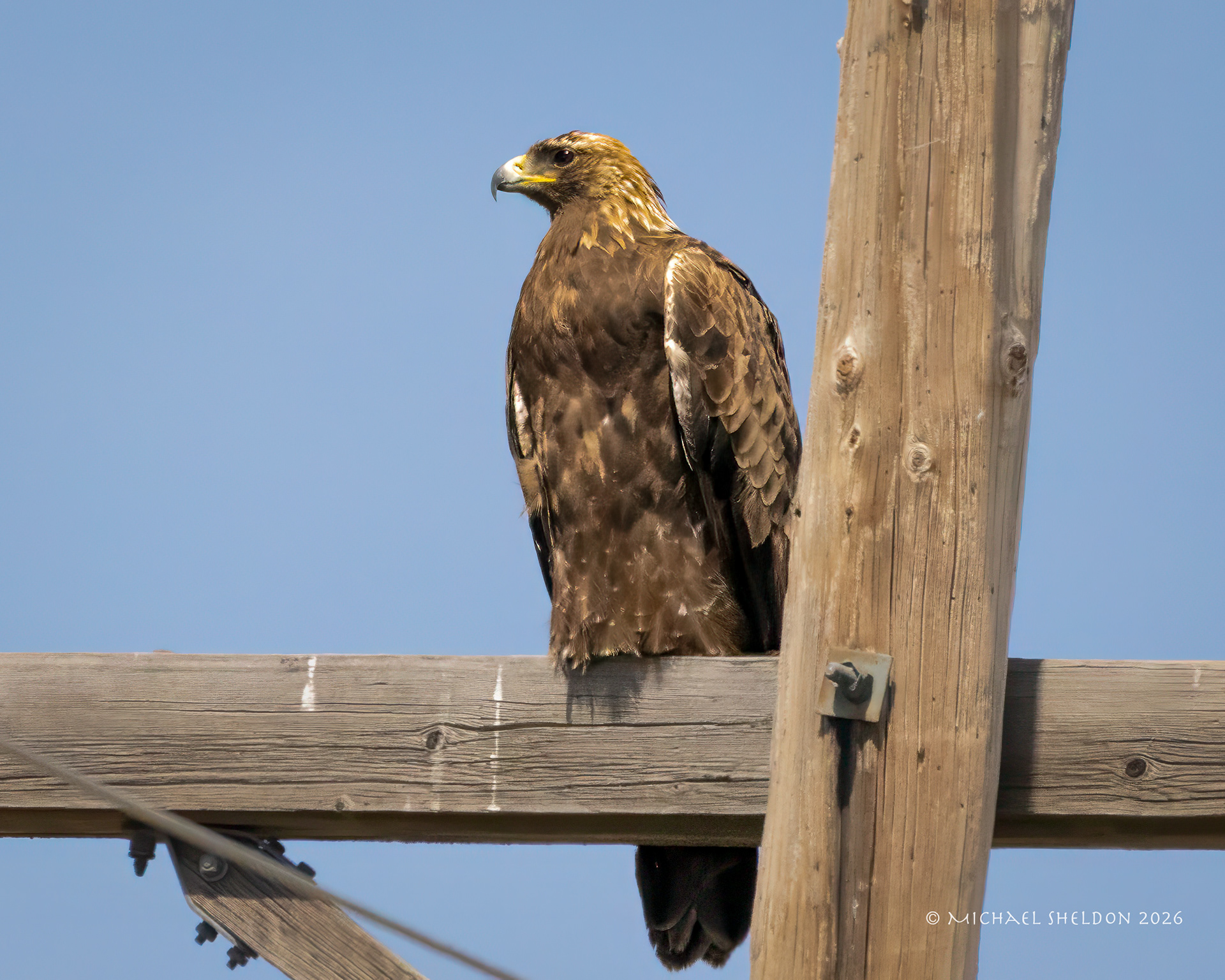 Golden Eagle