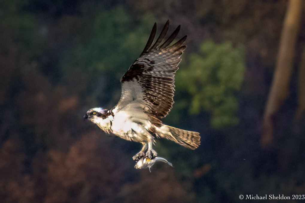 Osprey
