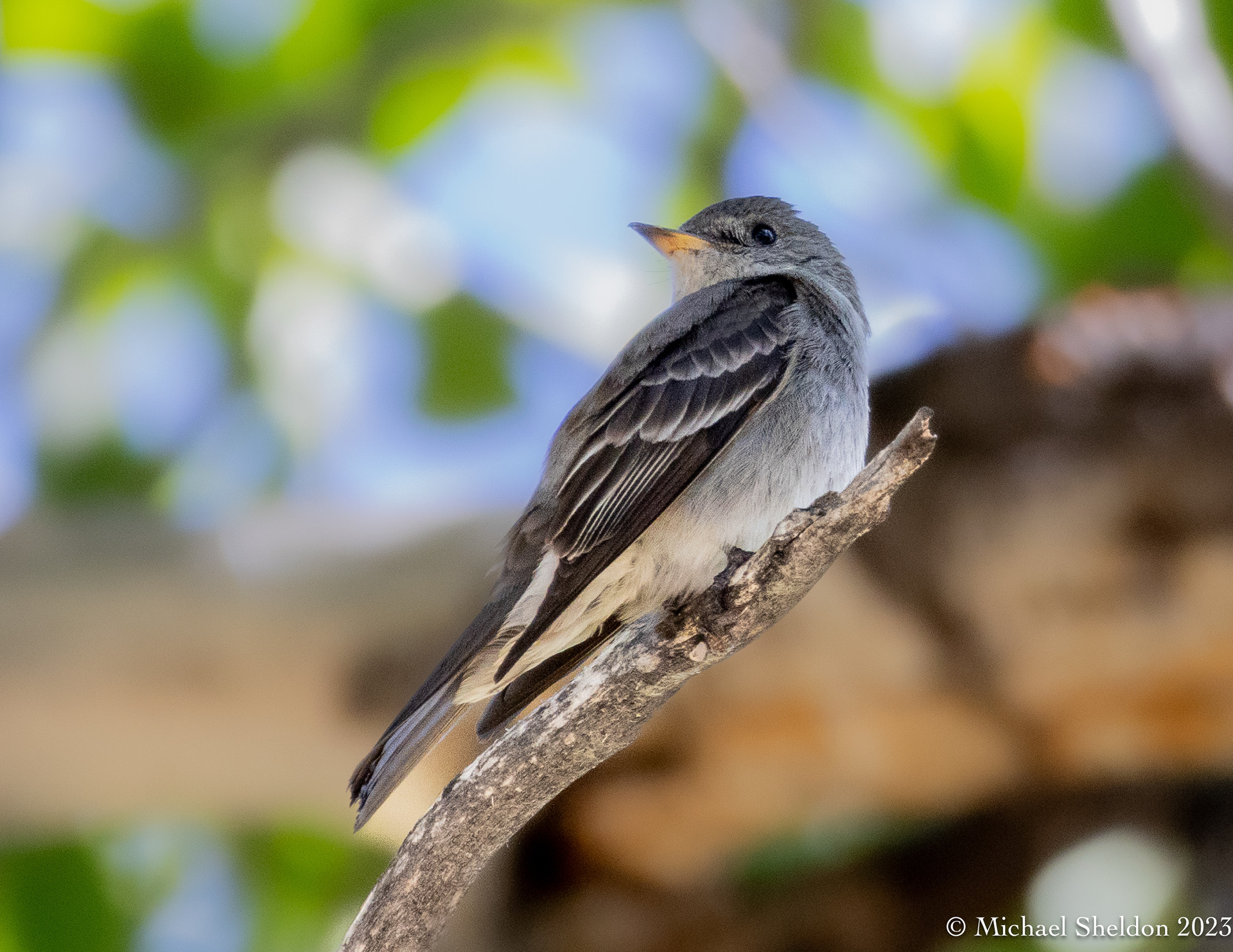 Western wood pewee