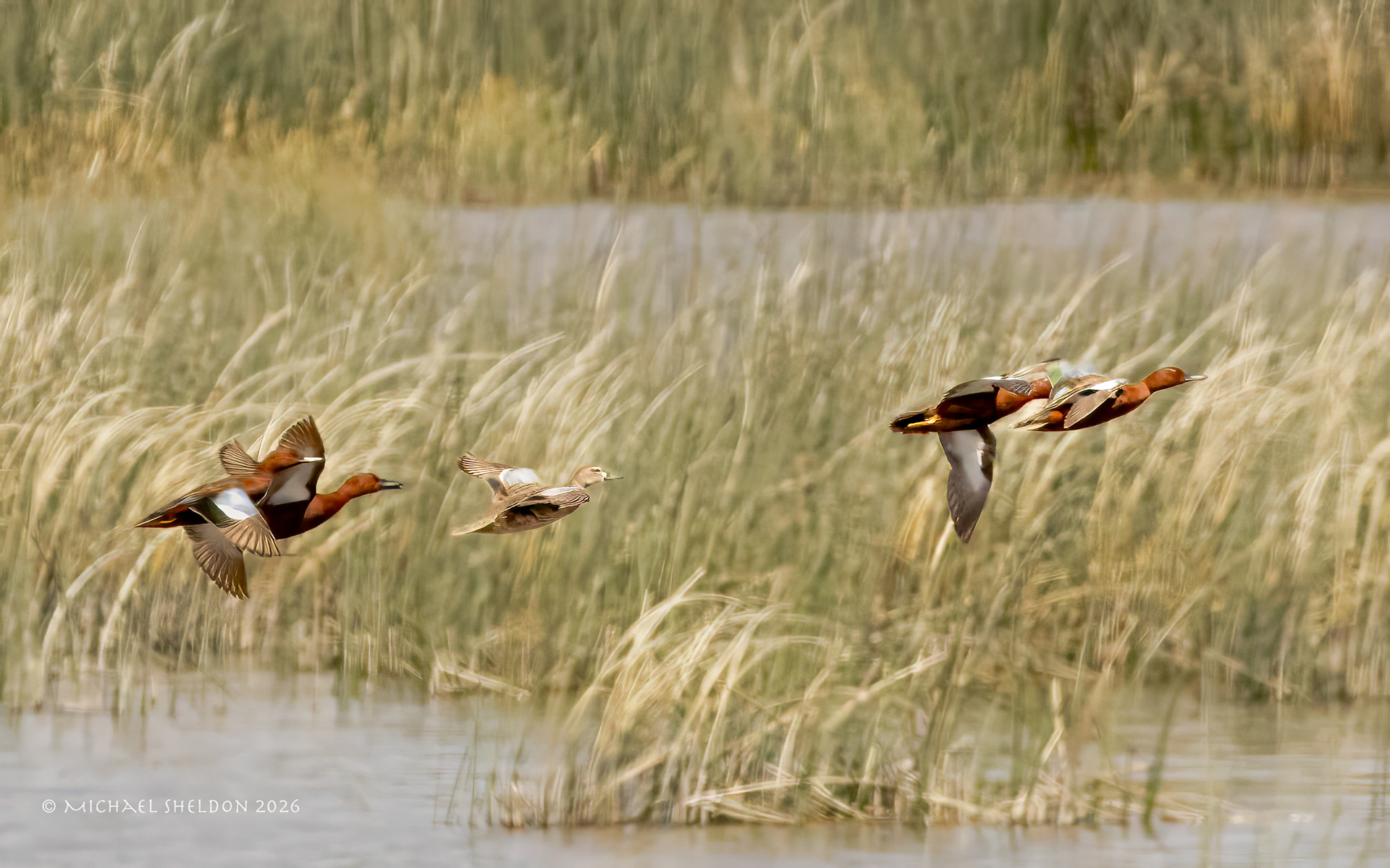 Cinnamon teals