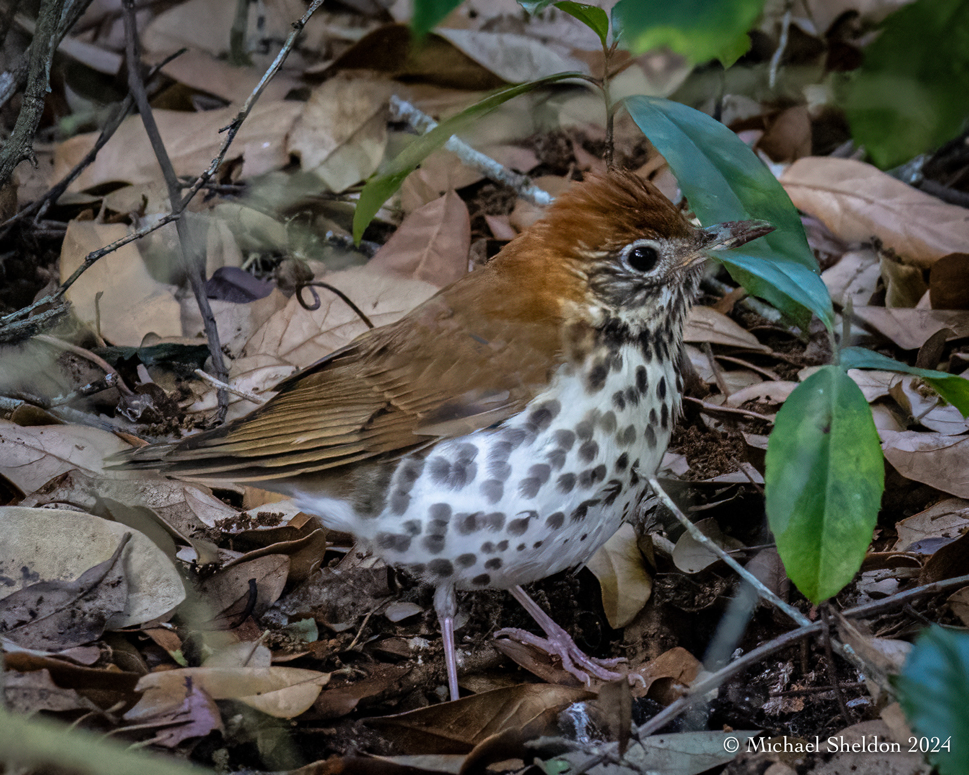 Wood thrush