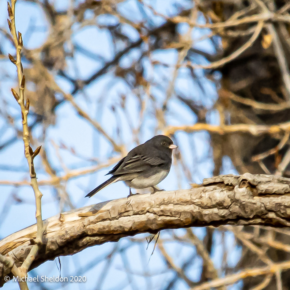 Slate-colored junco