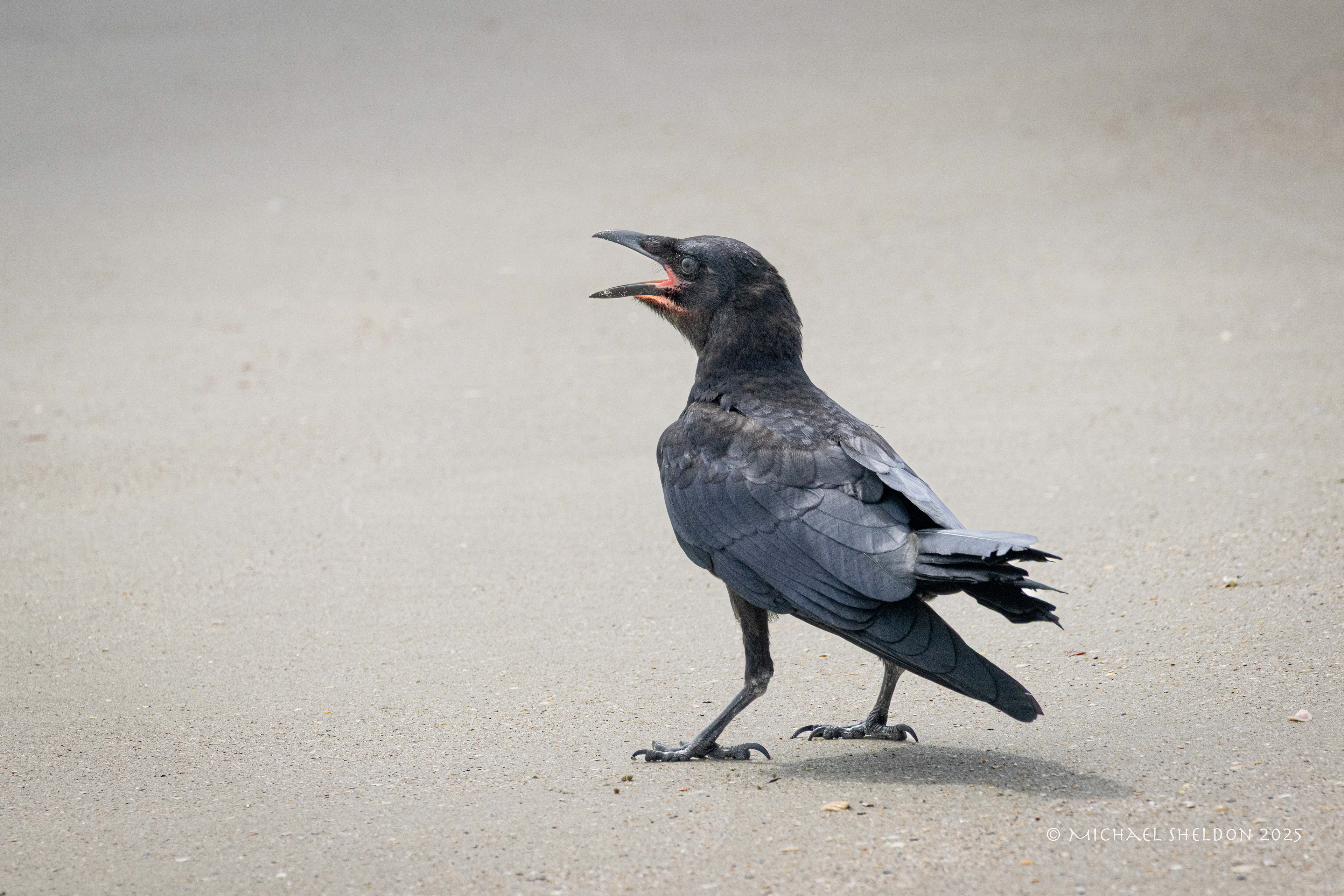 Fish crow