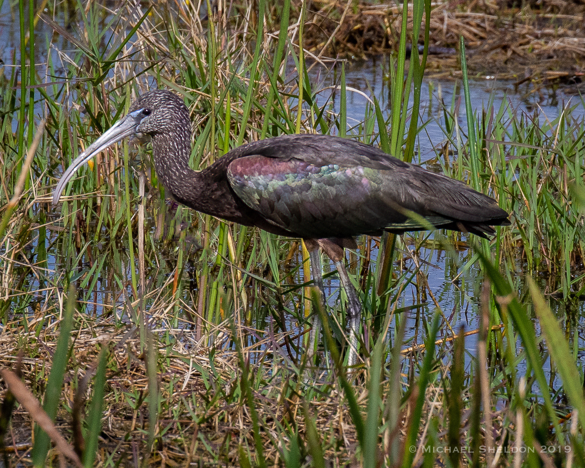 Glossy Ibis