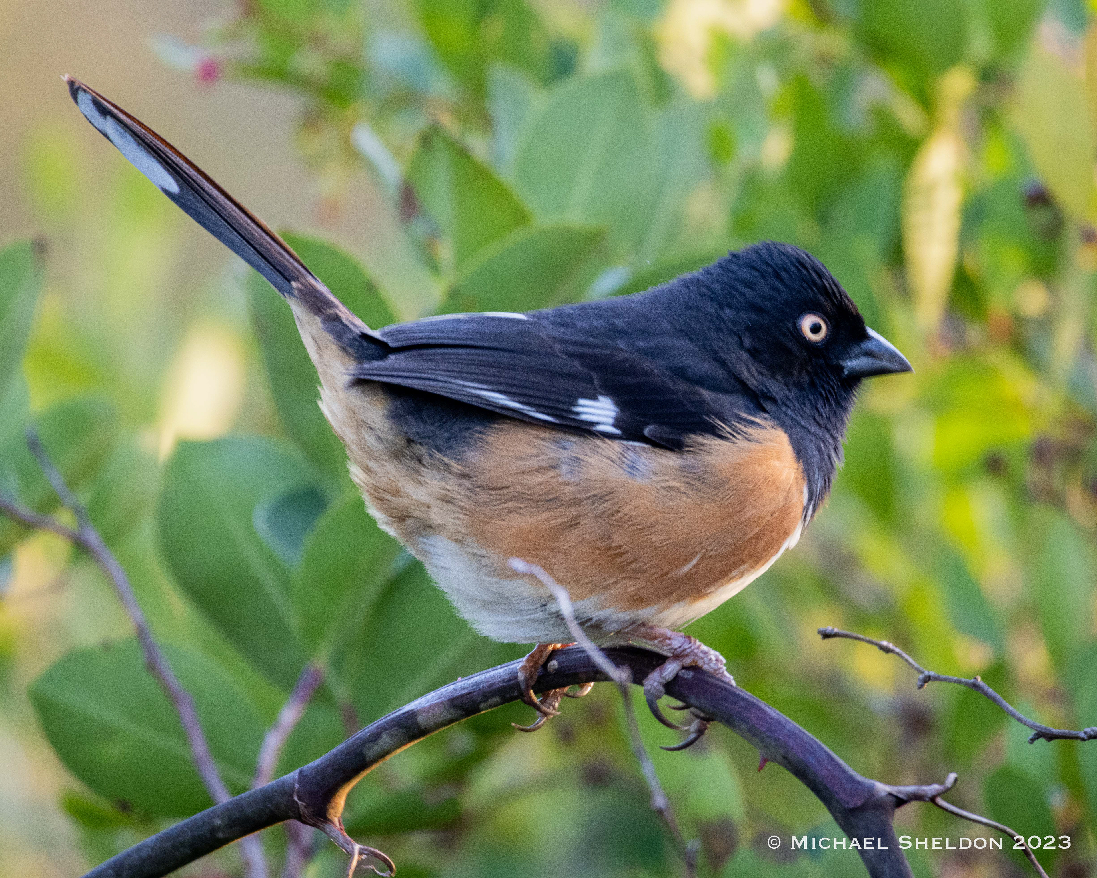 Eastern towhee
