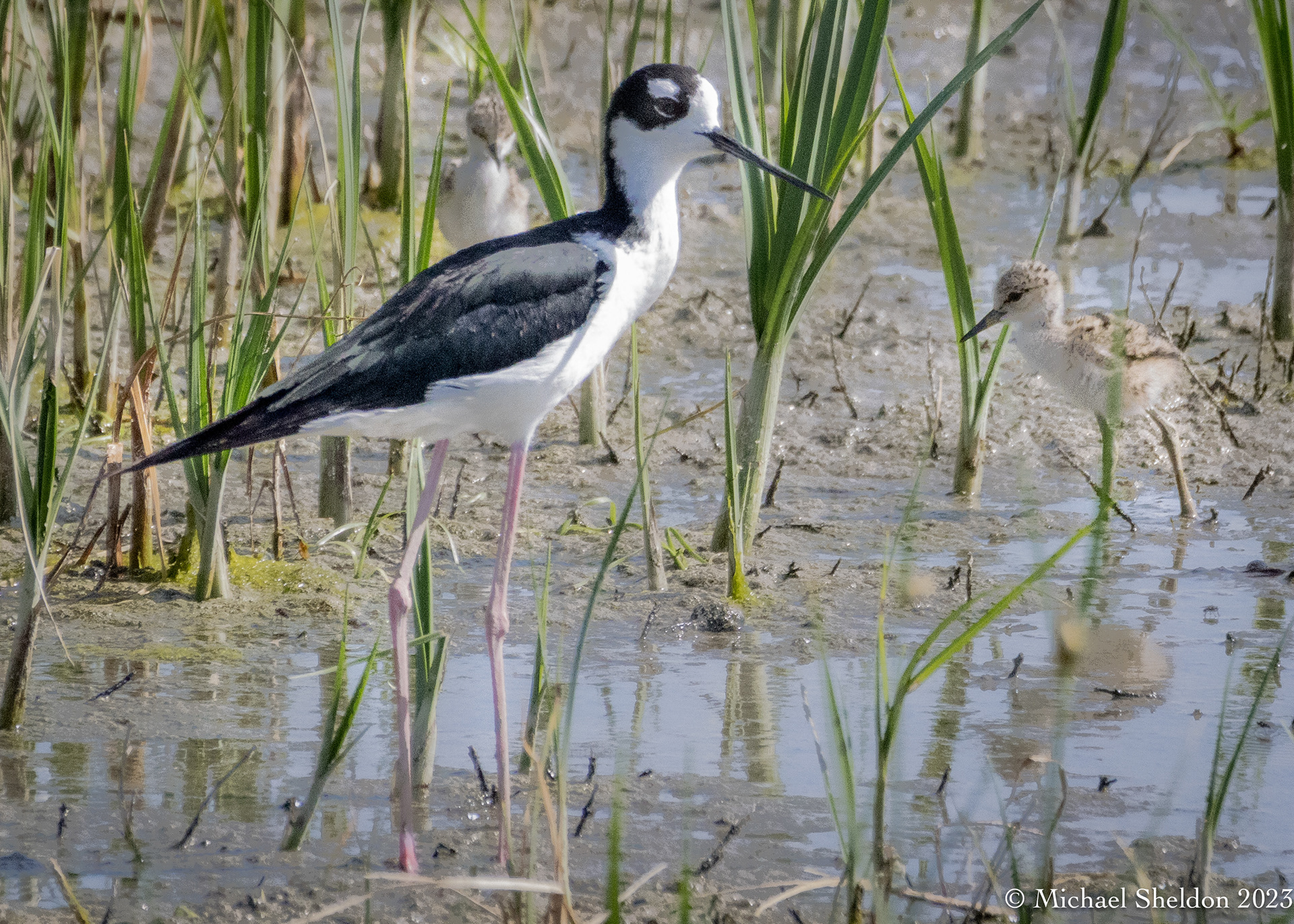 Black-necked stilt with chicks
