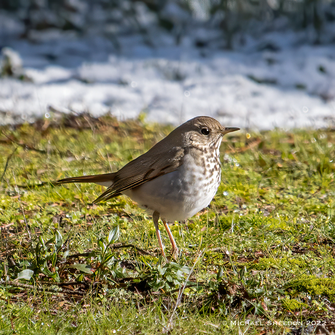 Hermit Thrush