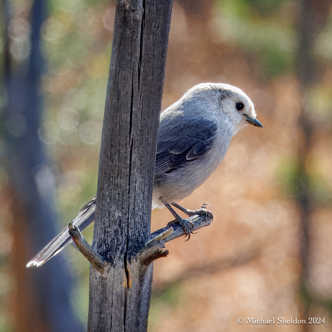 Canada jay