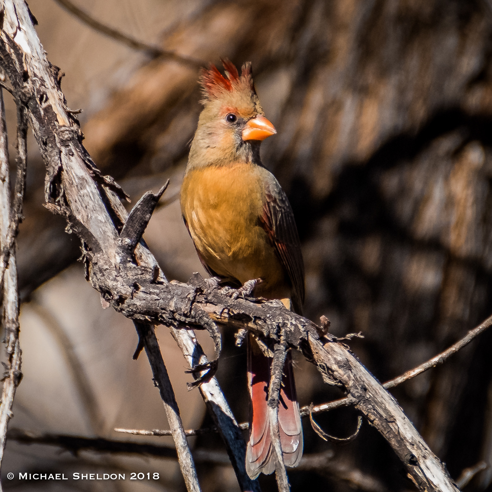 Cardinal (f)