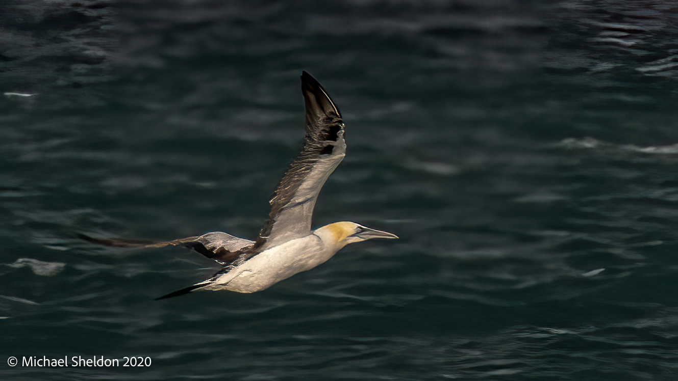 Northern Gannet
