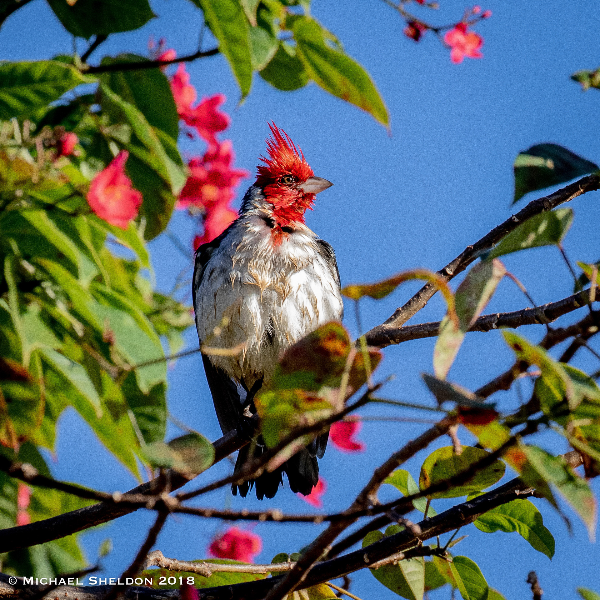 Red-crested Cardinal