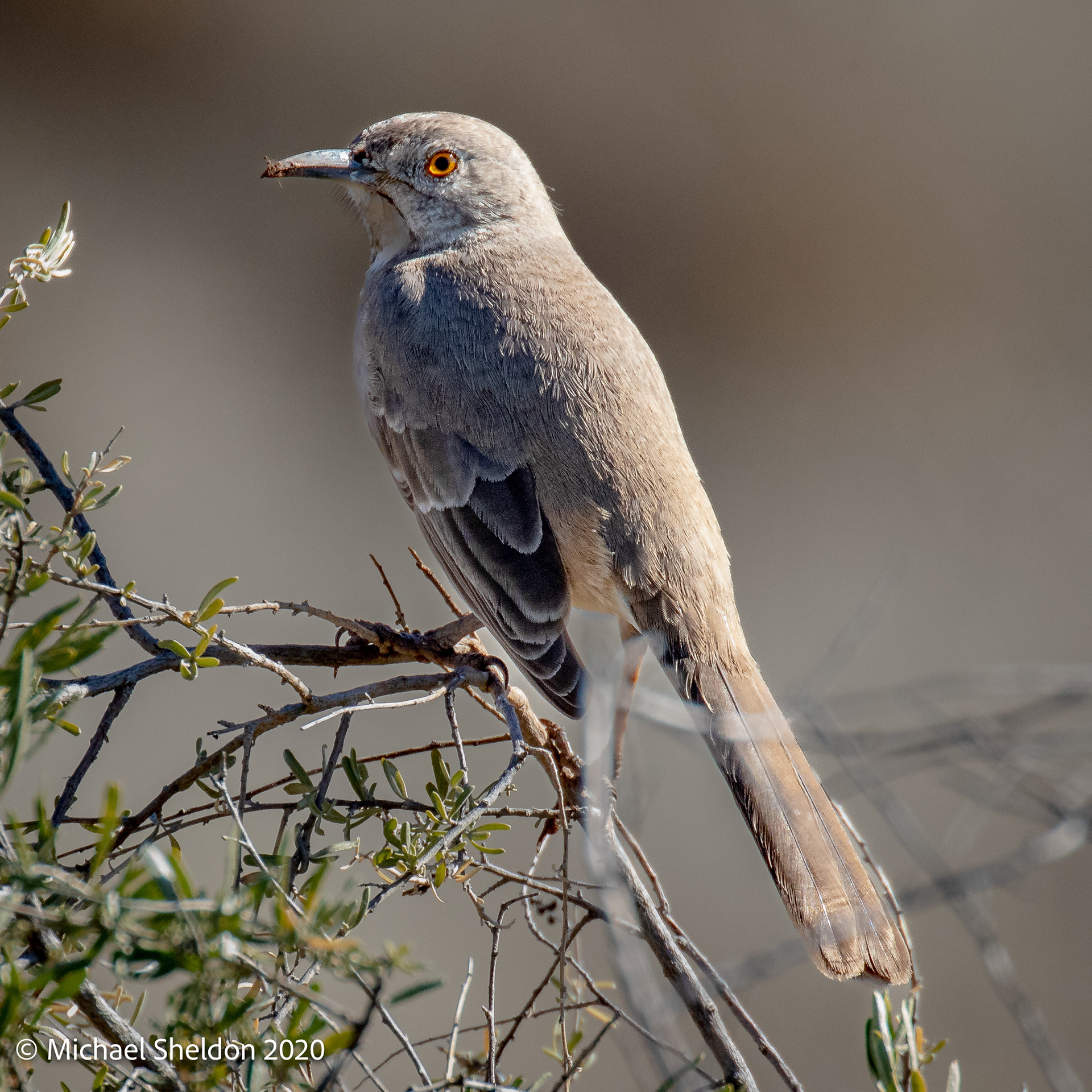 Bendire's Thrasher