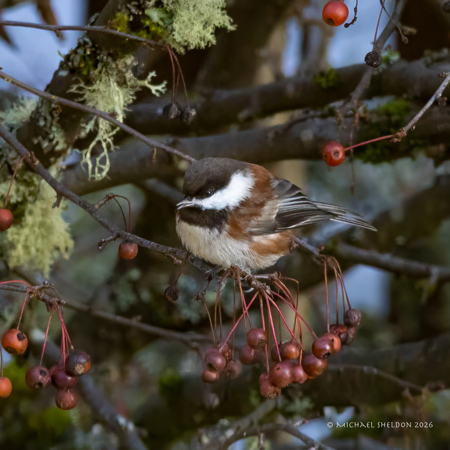 Chestnut-backed chickadee