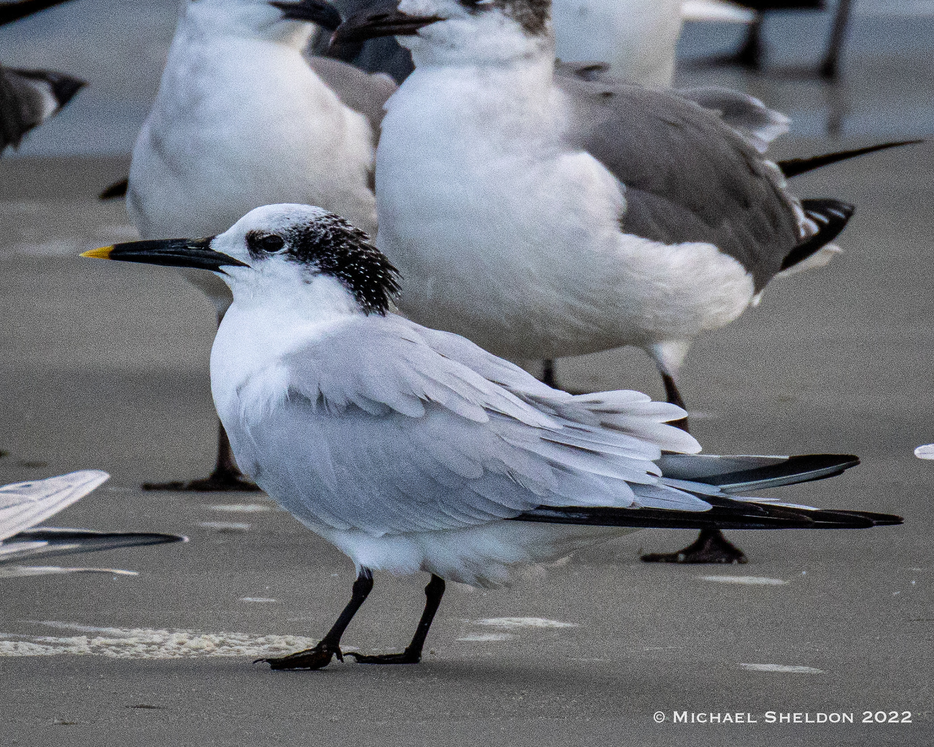 Sandwich tern