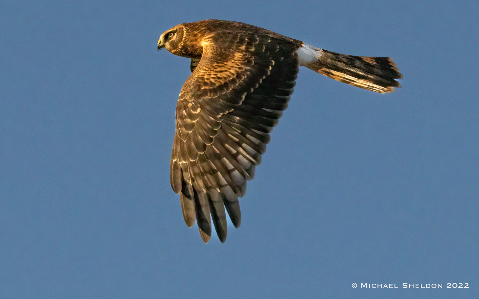 Northern Harrier