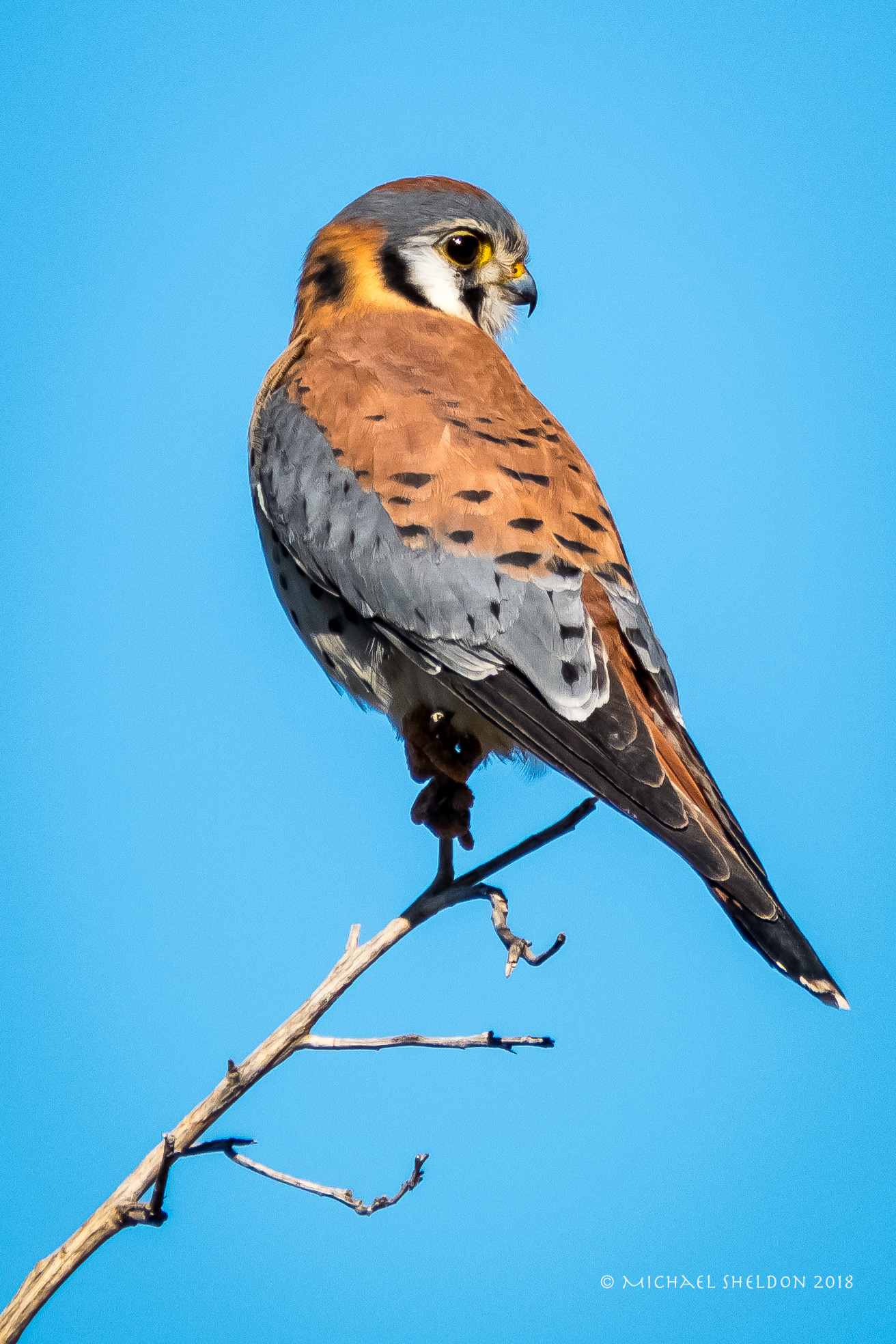Kestrel