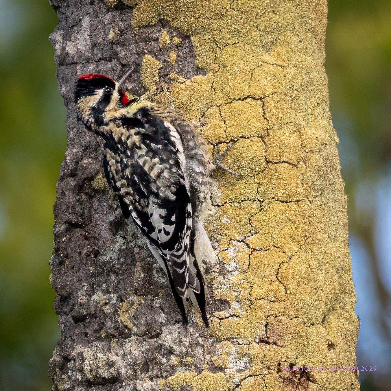 Hairy woodpecker