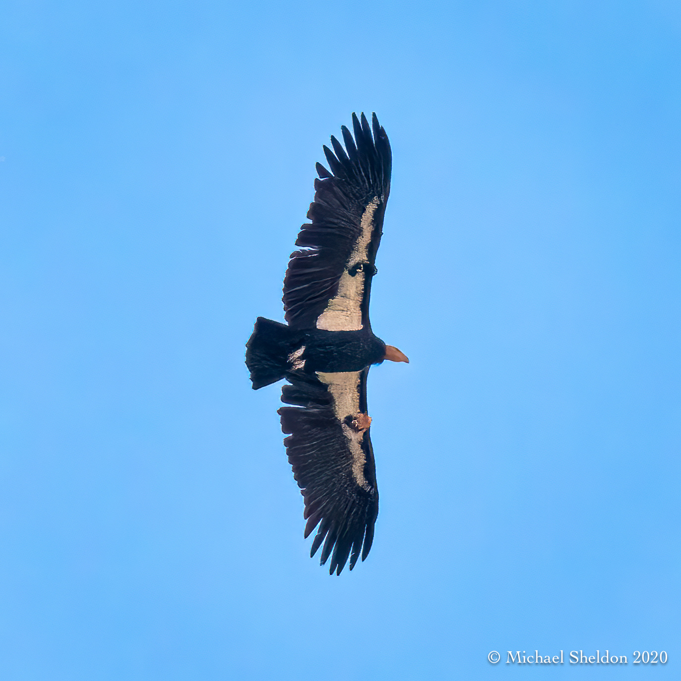 California condor