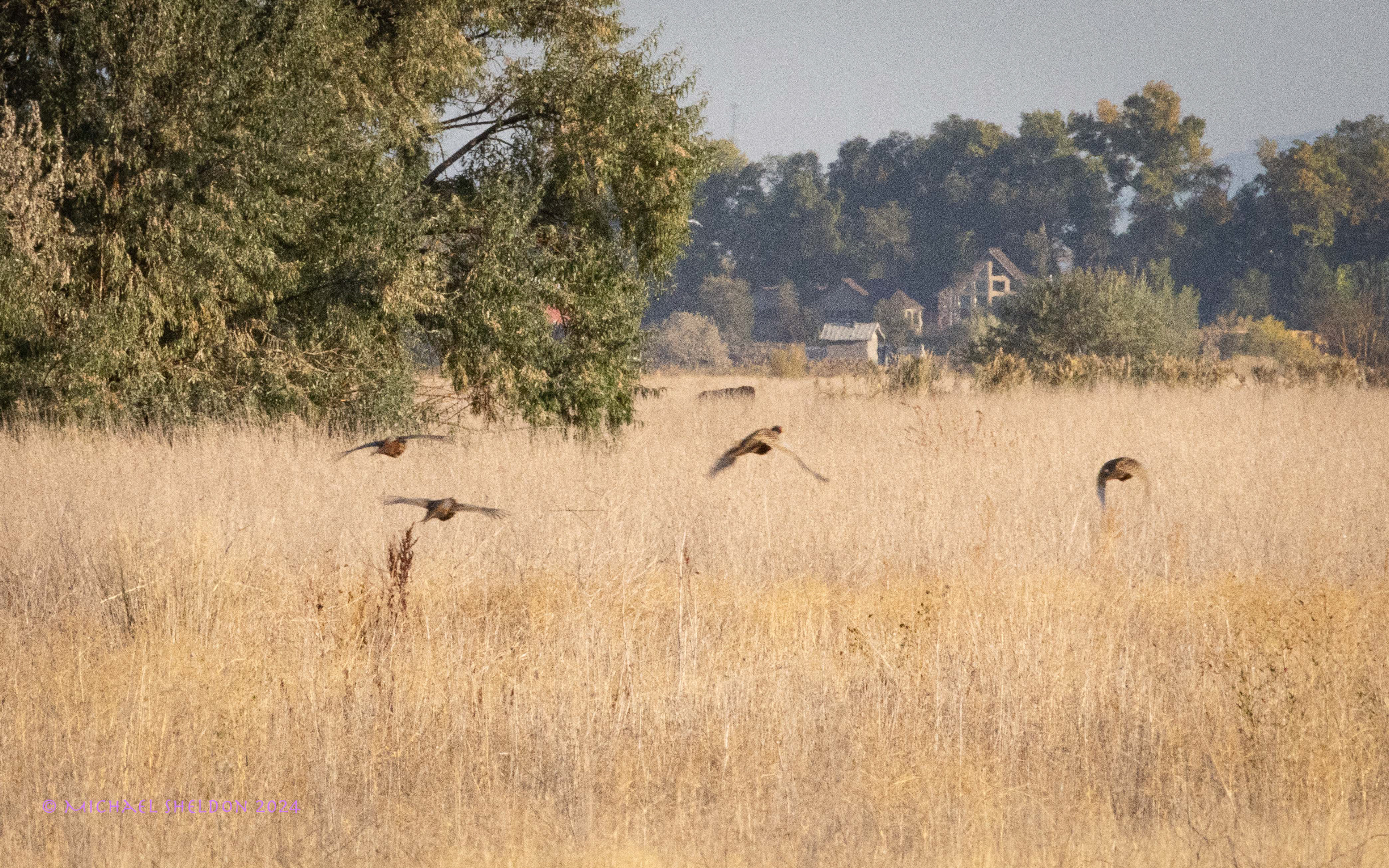 Ring-necked pheasants