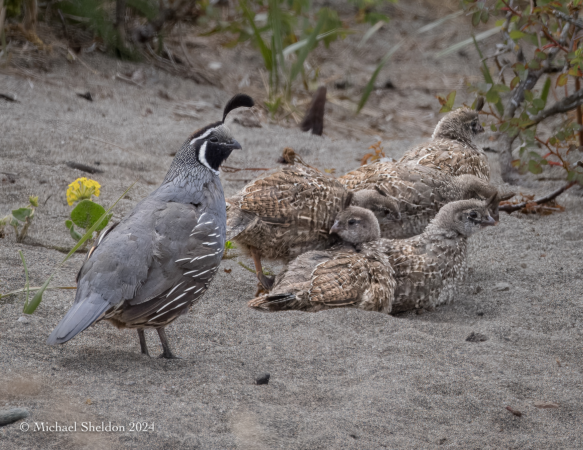 California quail