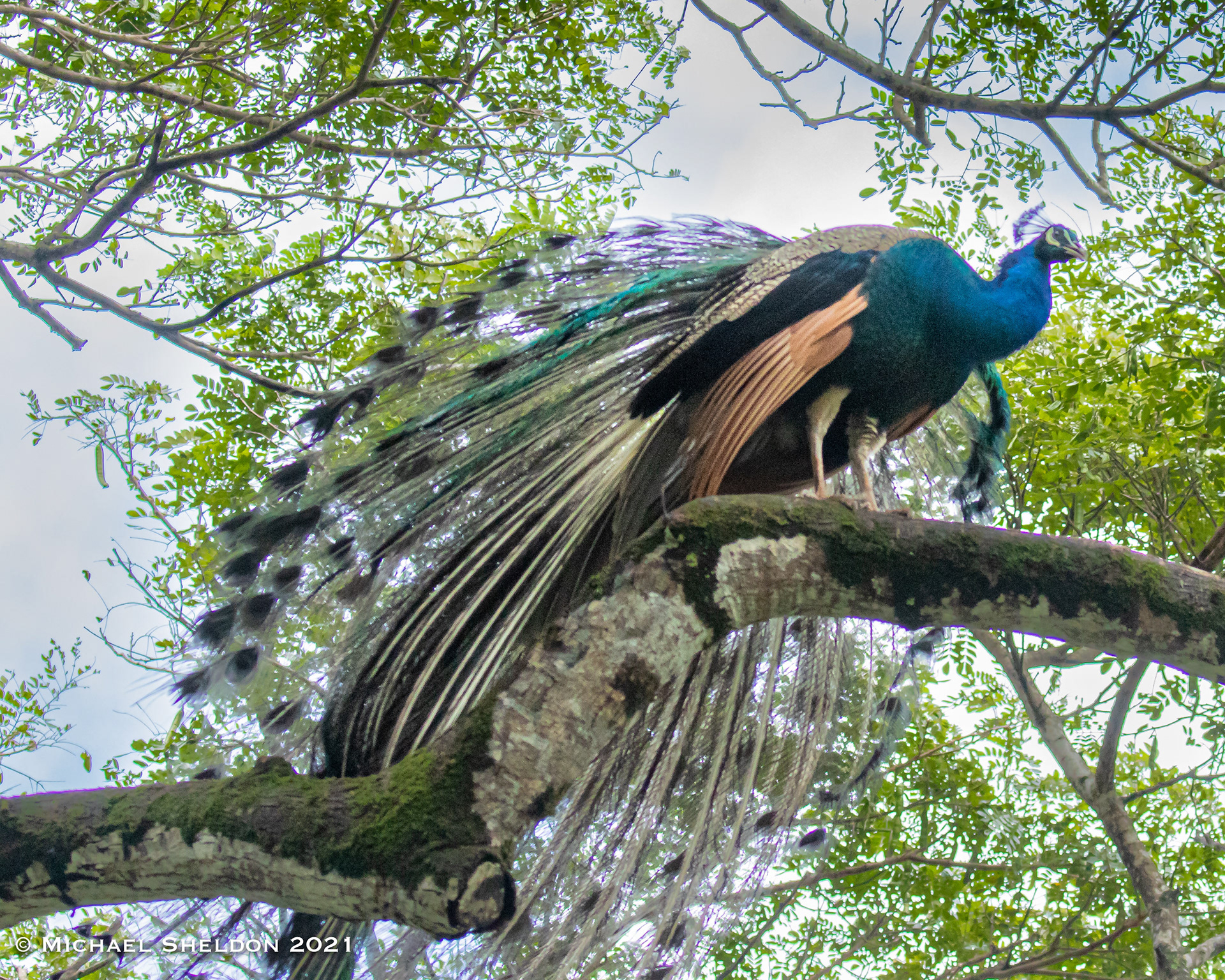 Indian Peafowl