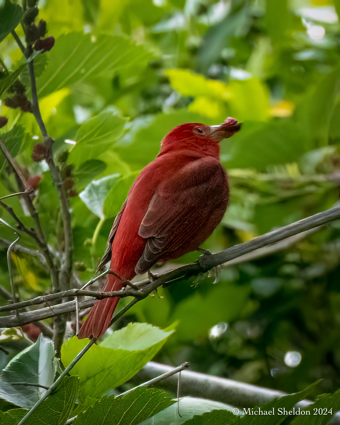 Summer tanager