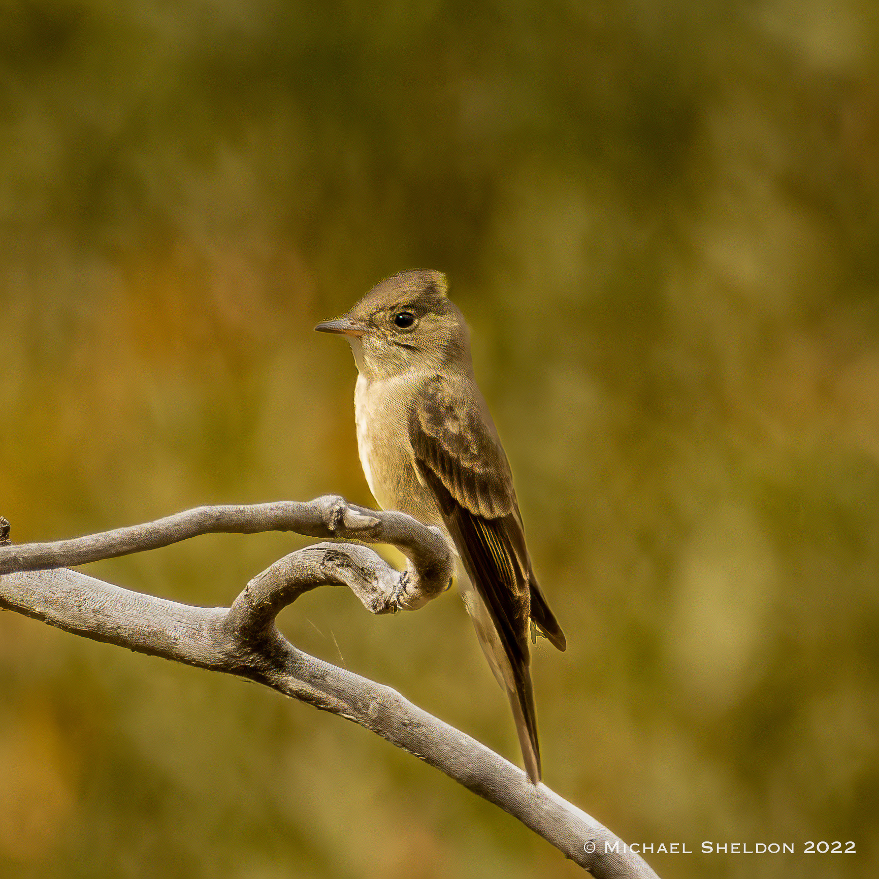 Western wood-pewee