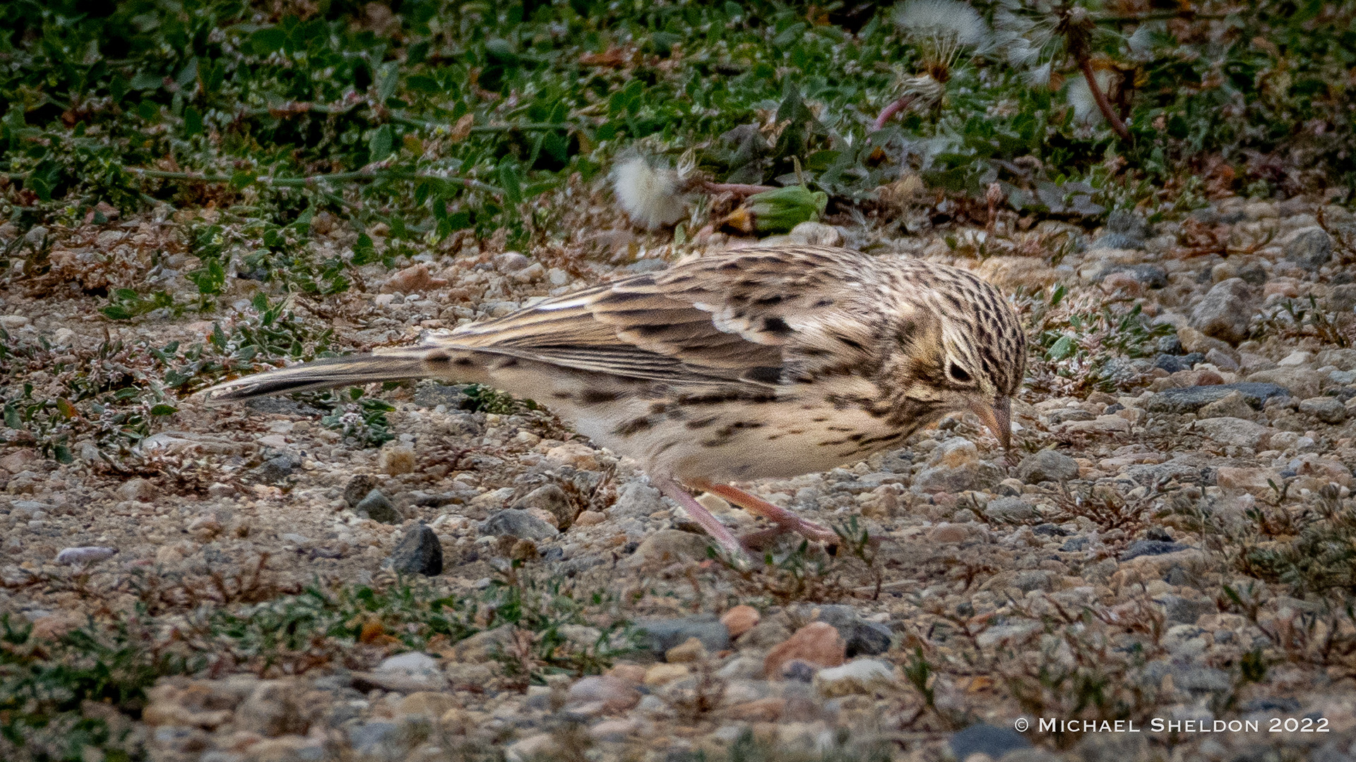 Vesper sparrow