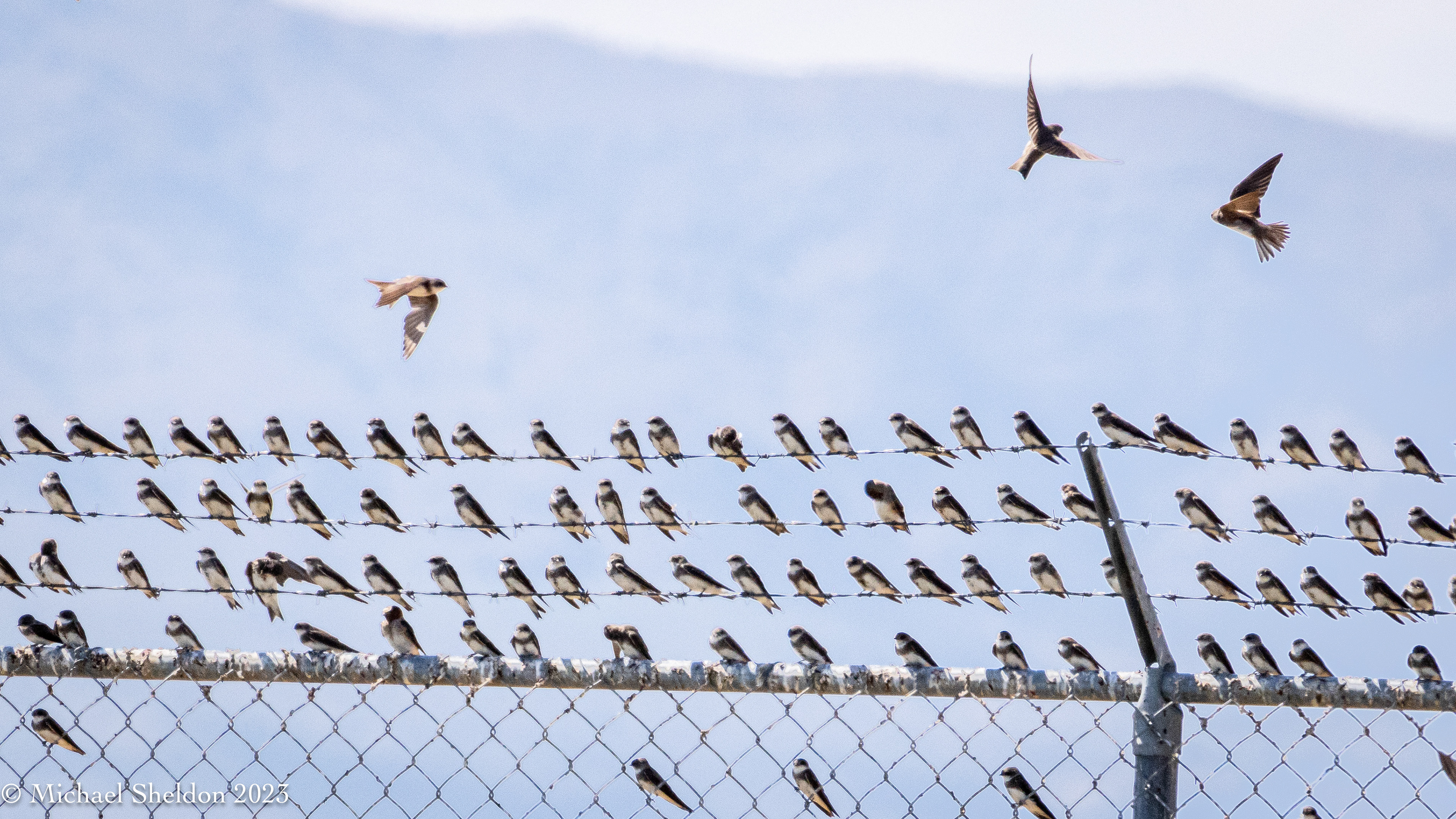 Bank swallows
