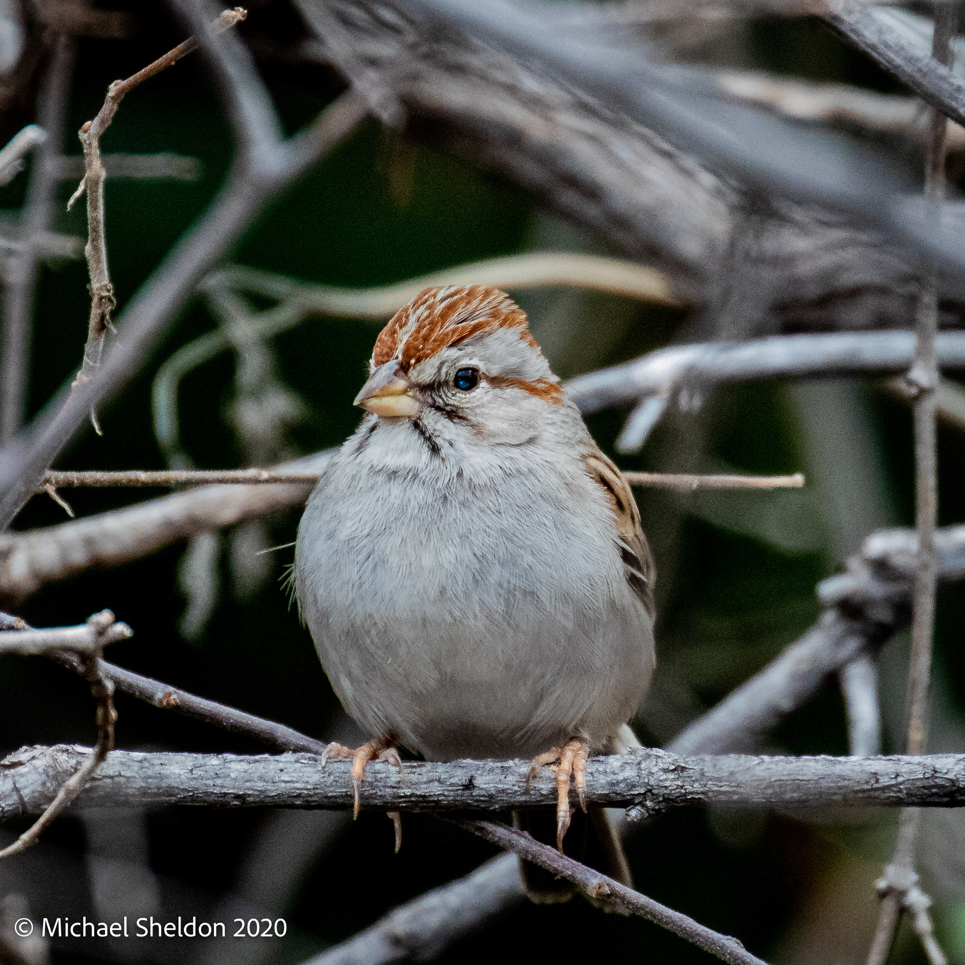 Rufous-winged Sparrow