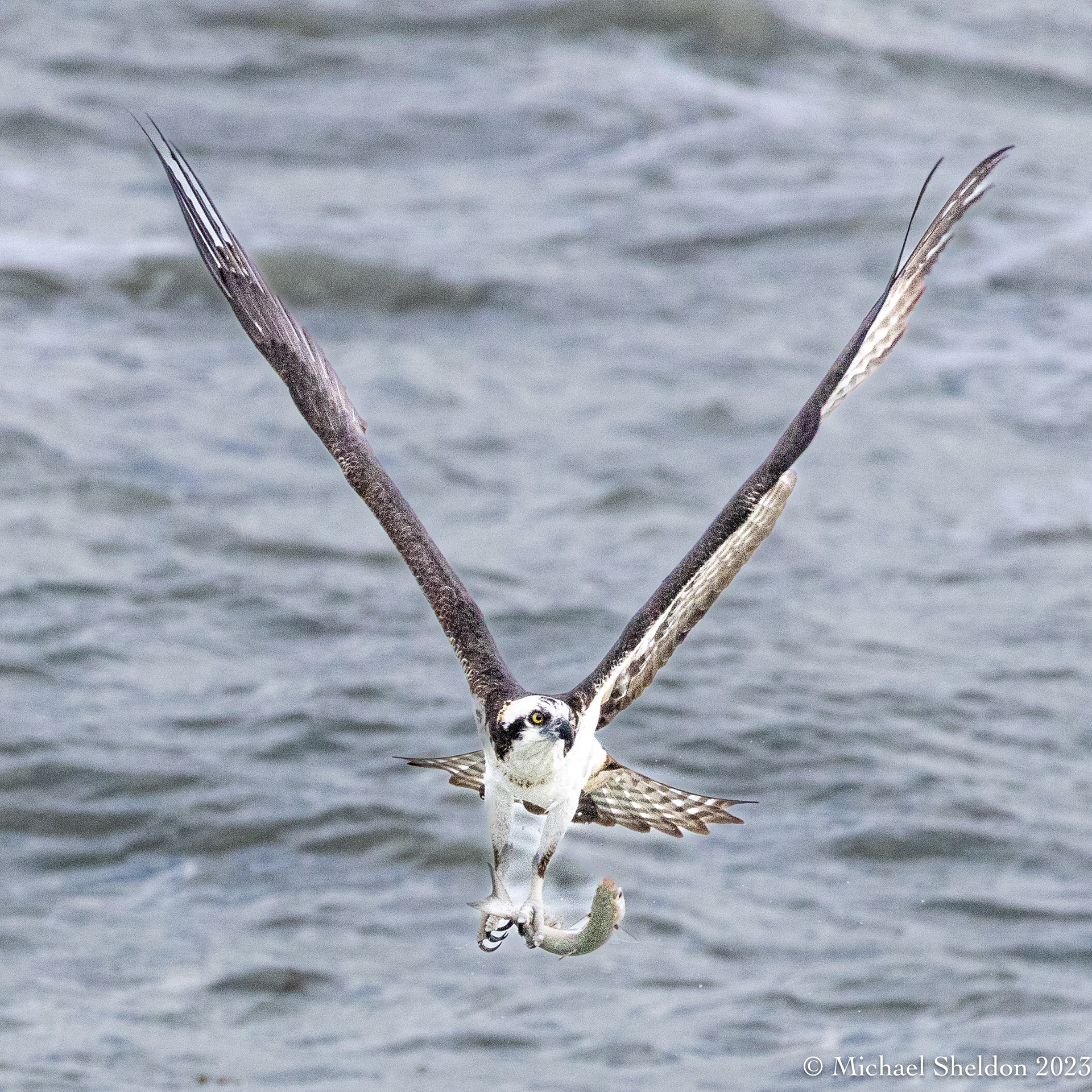 Osprey