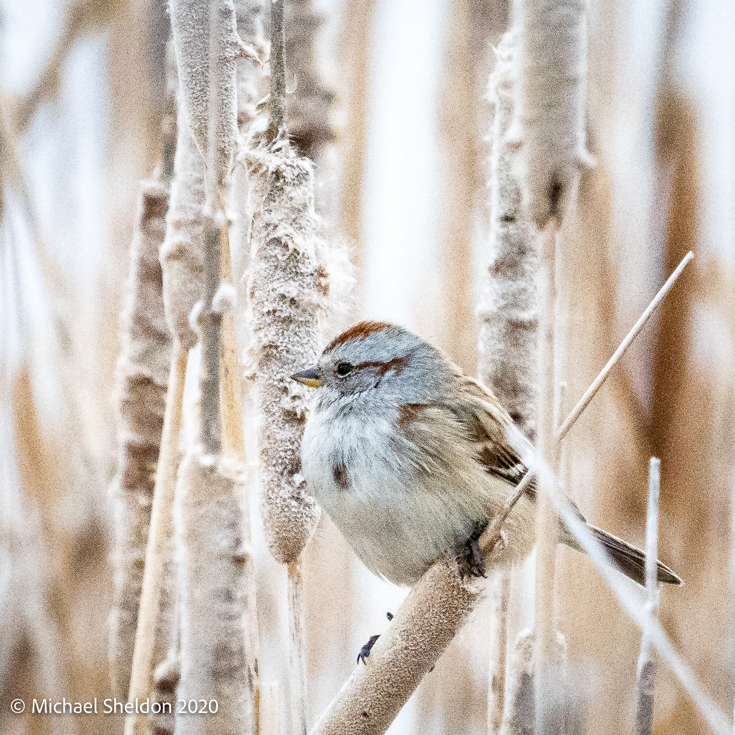 American tree sparrow