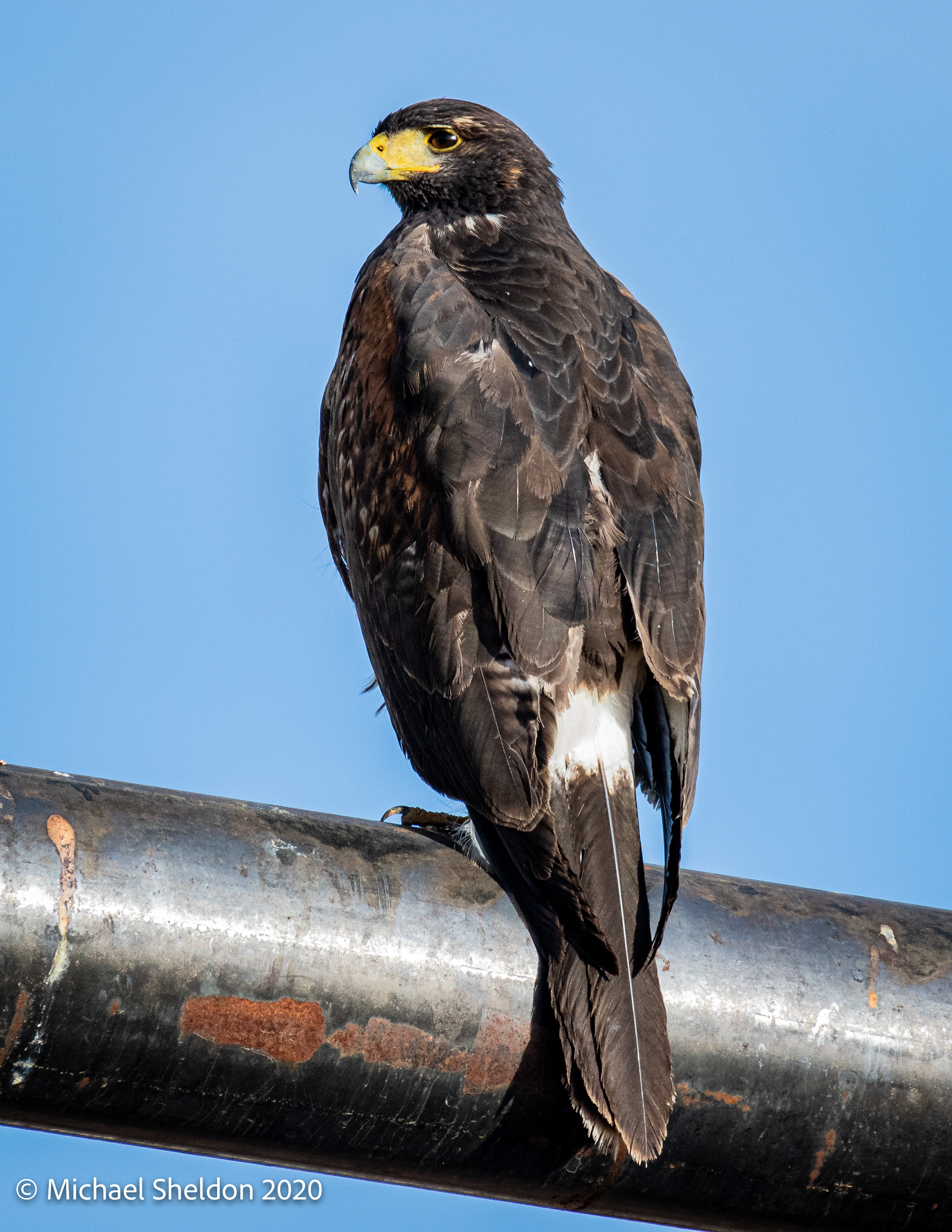 Harris's Hawk