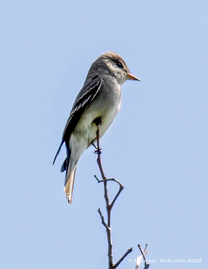 Western Wood Pewee
