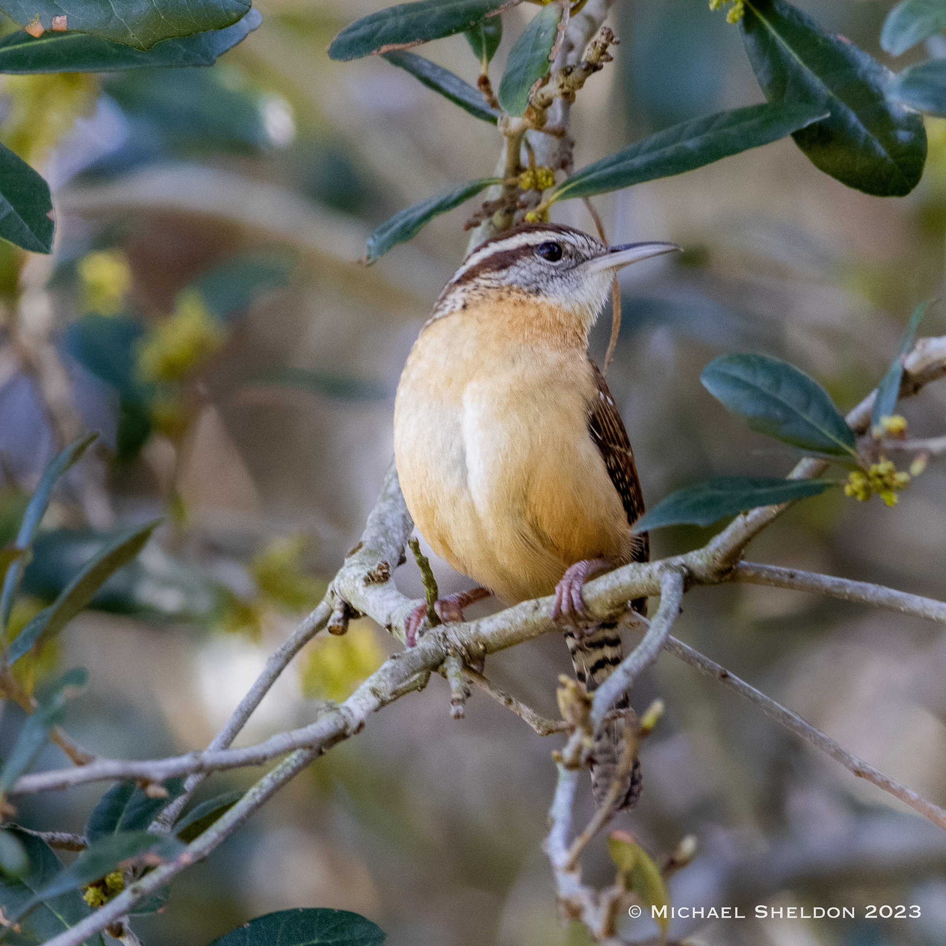 Carolina wren