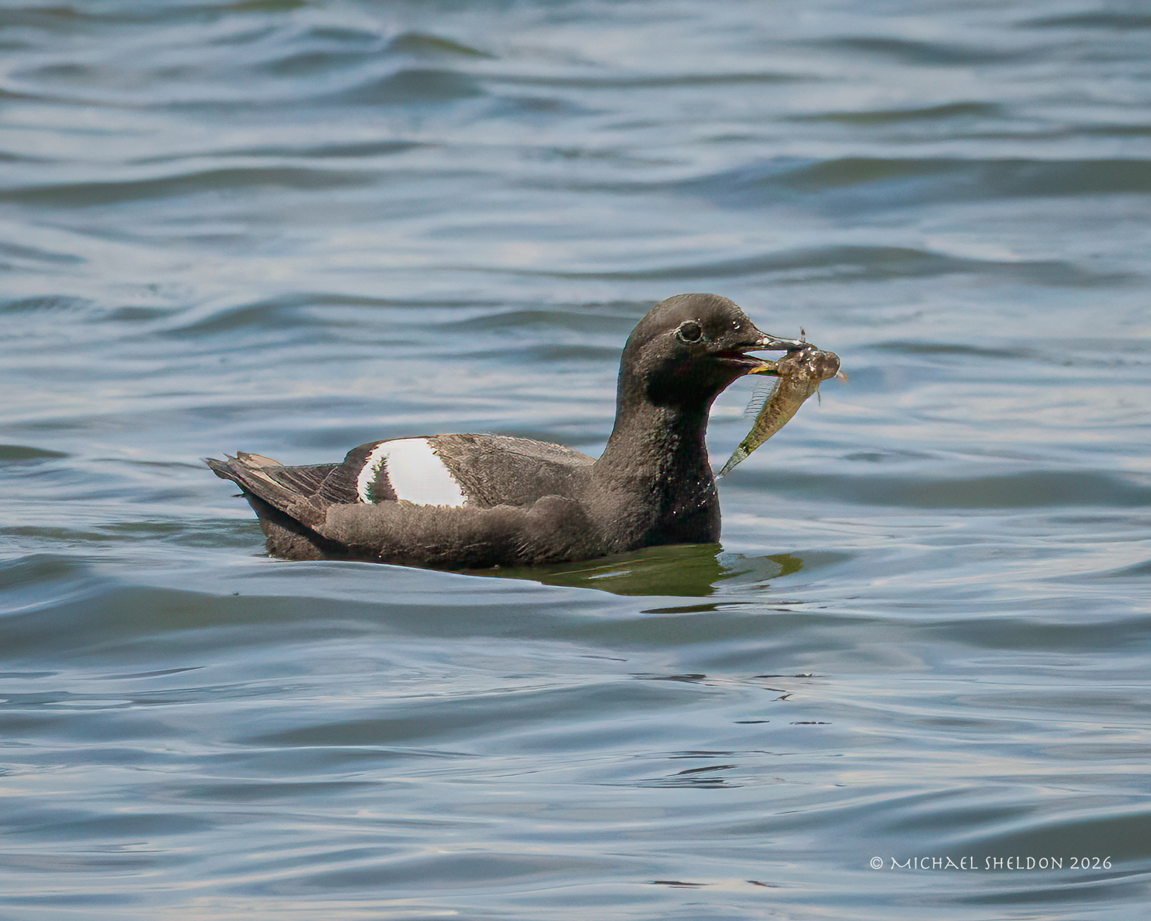 Pigeon guillemot w/sculpin