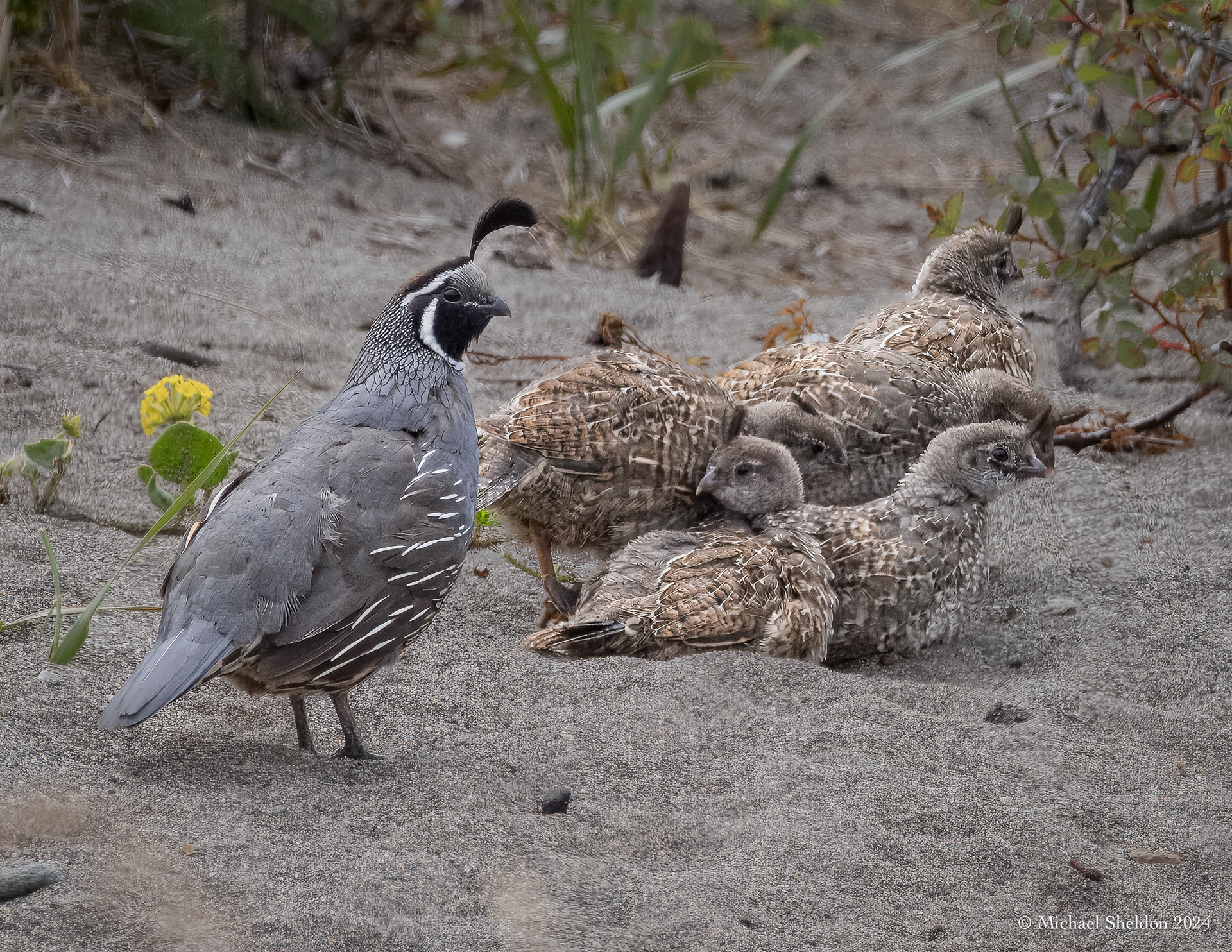 California quail