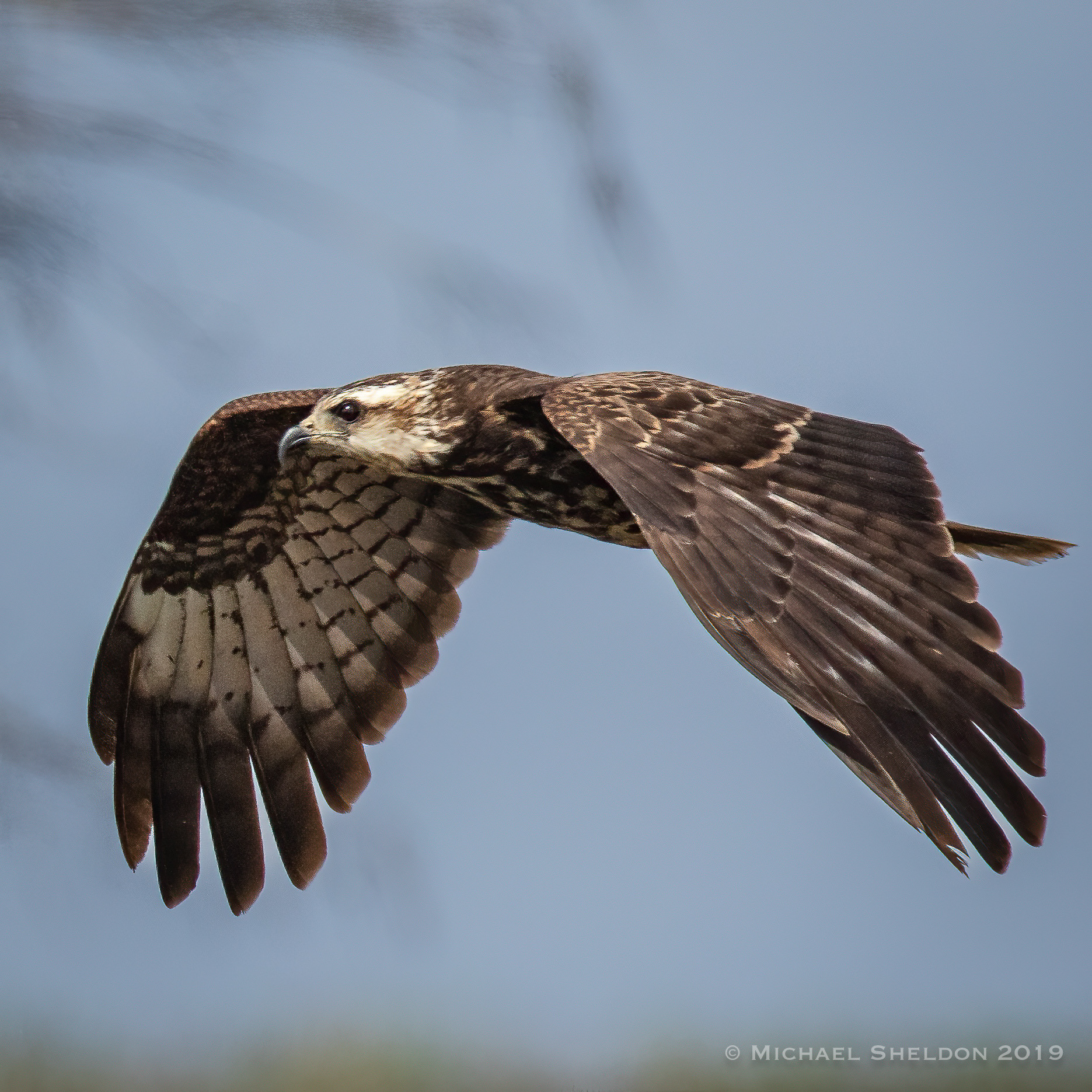 Snail Kite in flight