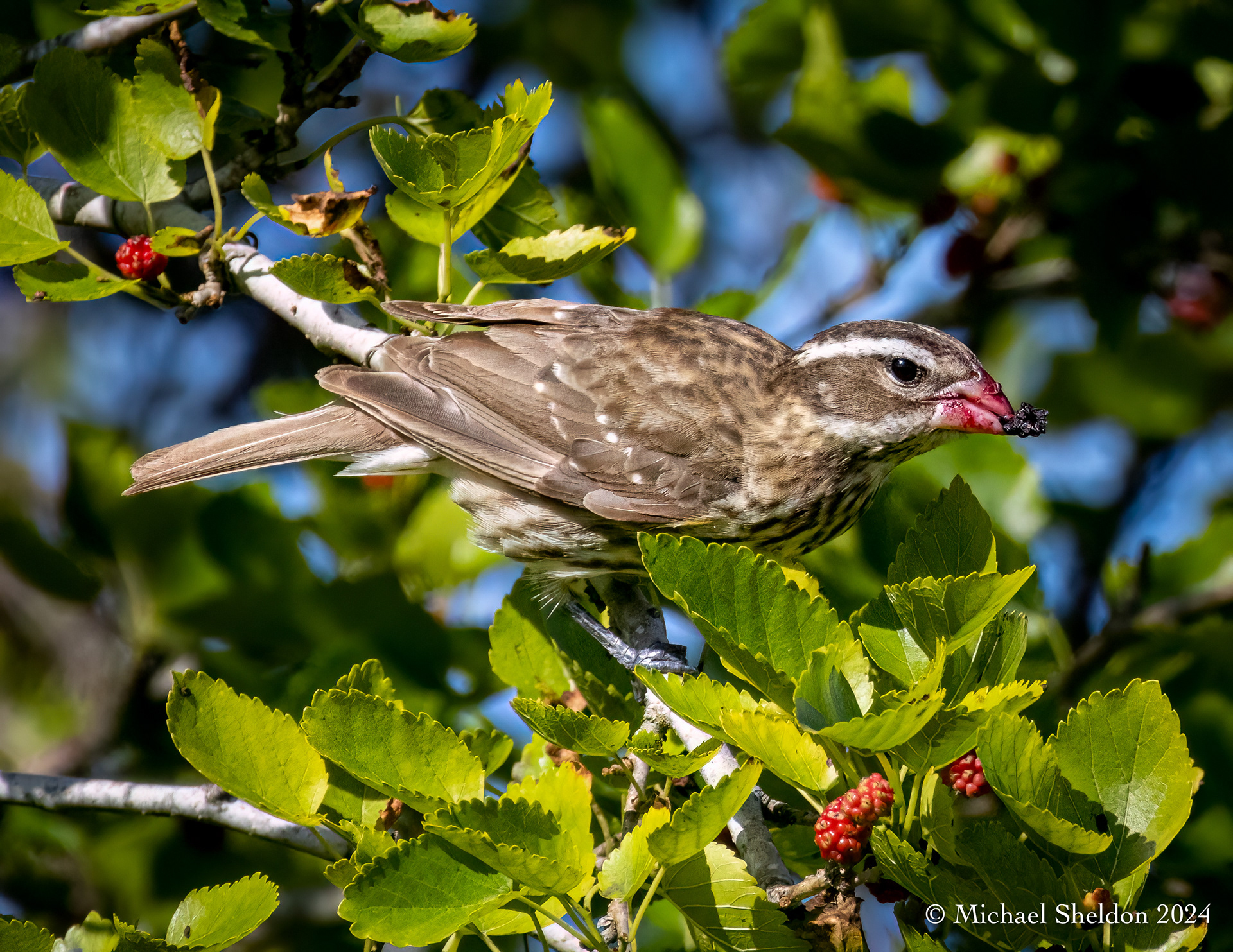 Rose breasted grosbeak (f)