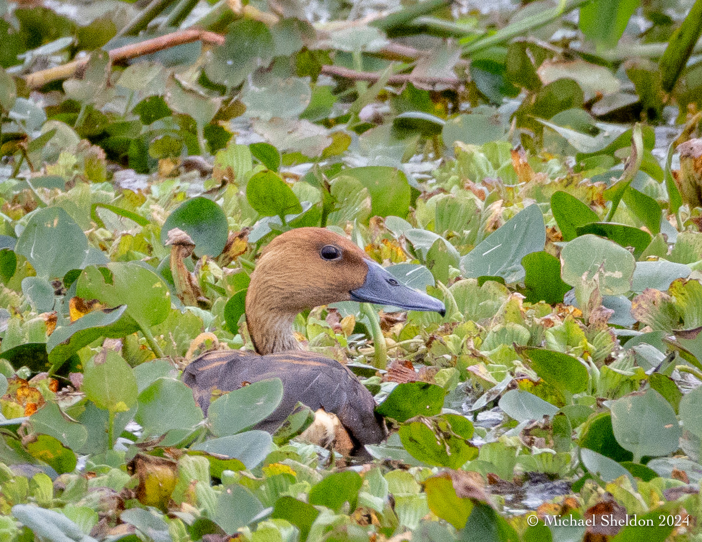 Fulvous whistling duck
