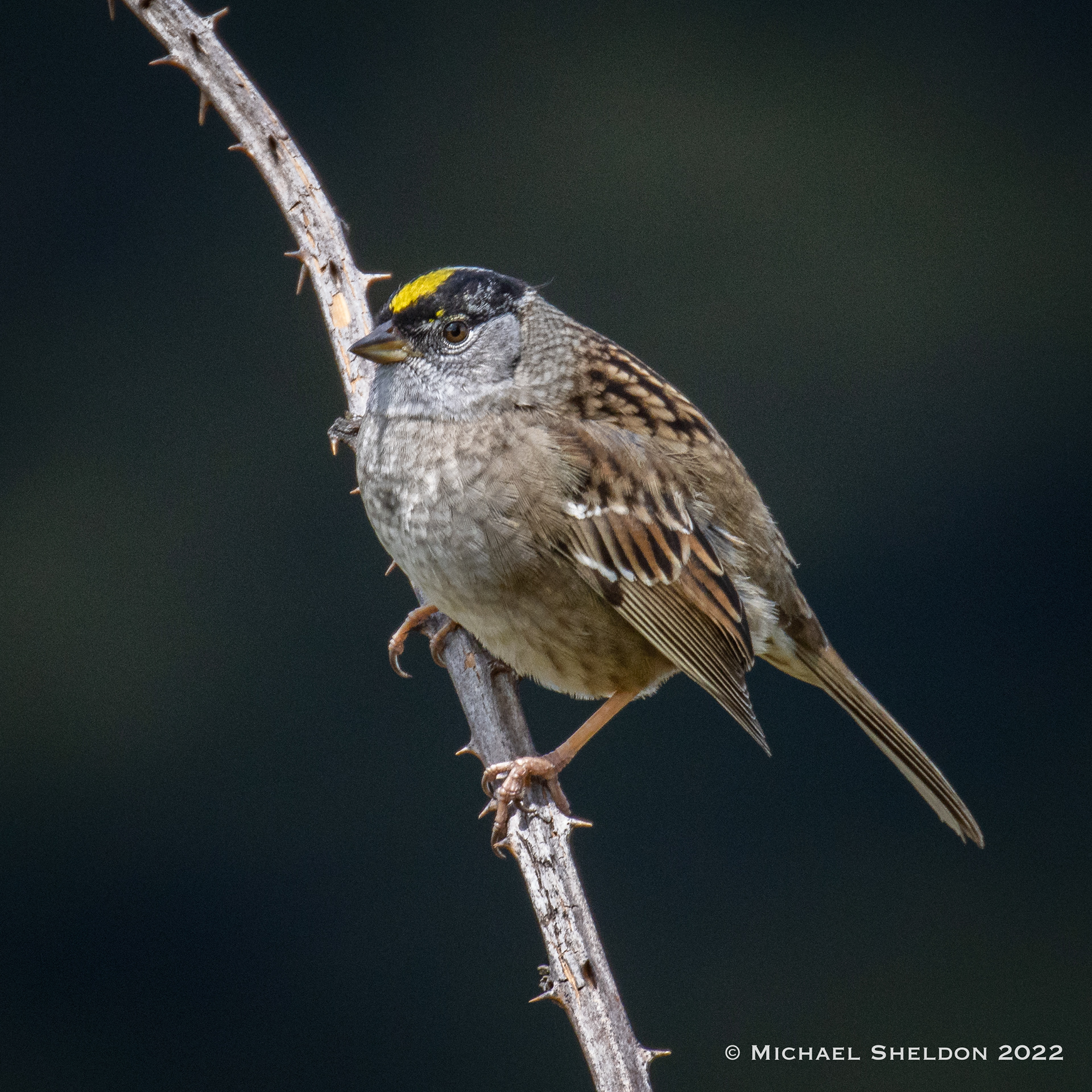 Golden-crowned Sparrow