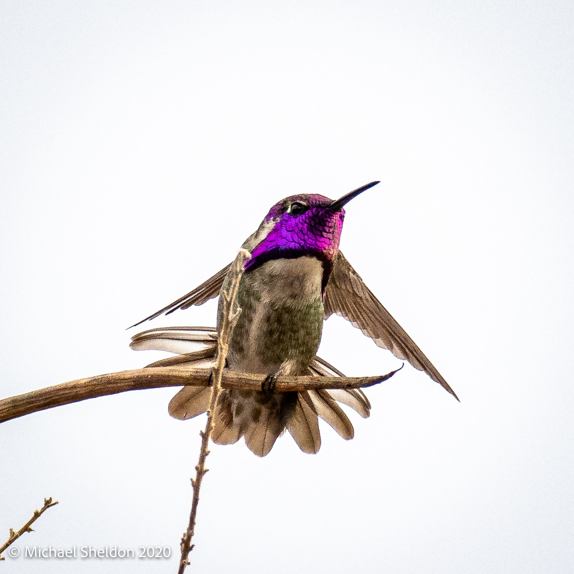 Costa's Hummingbird